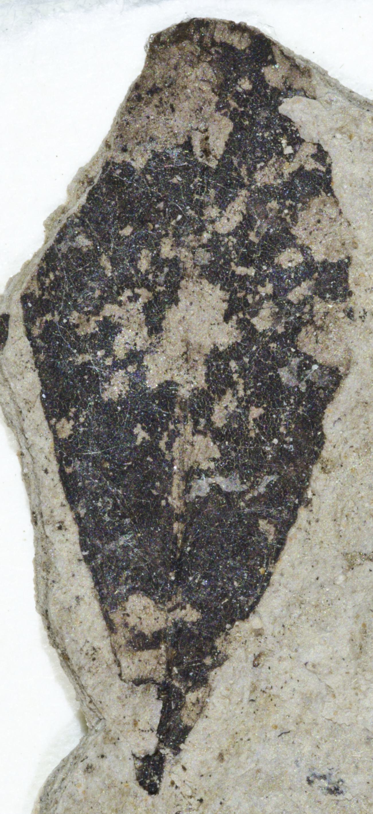 Fossil Image