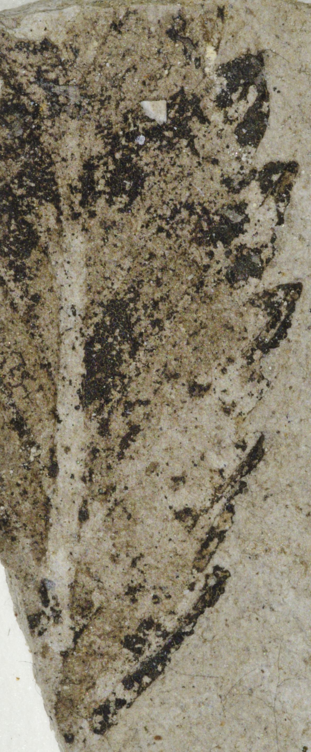 Fossil Image