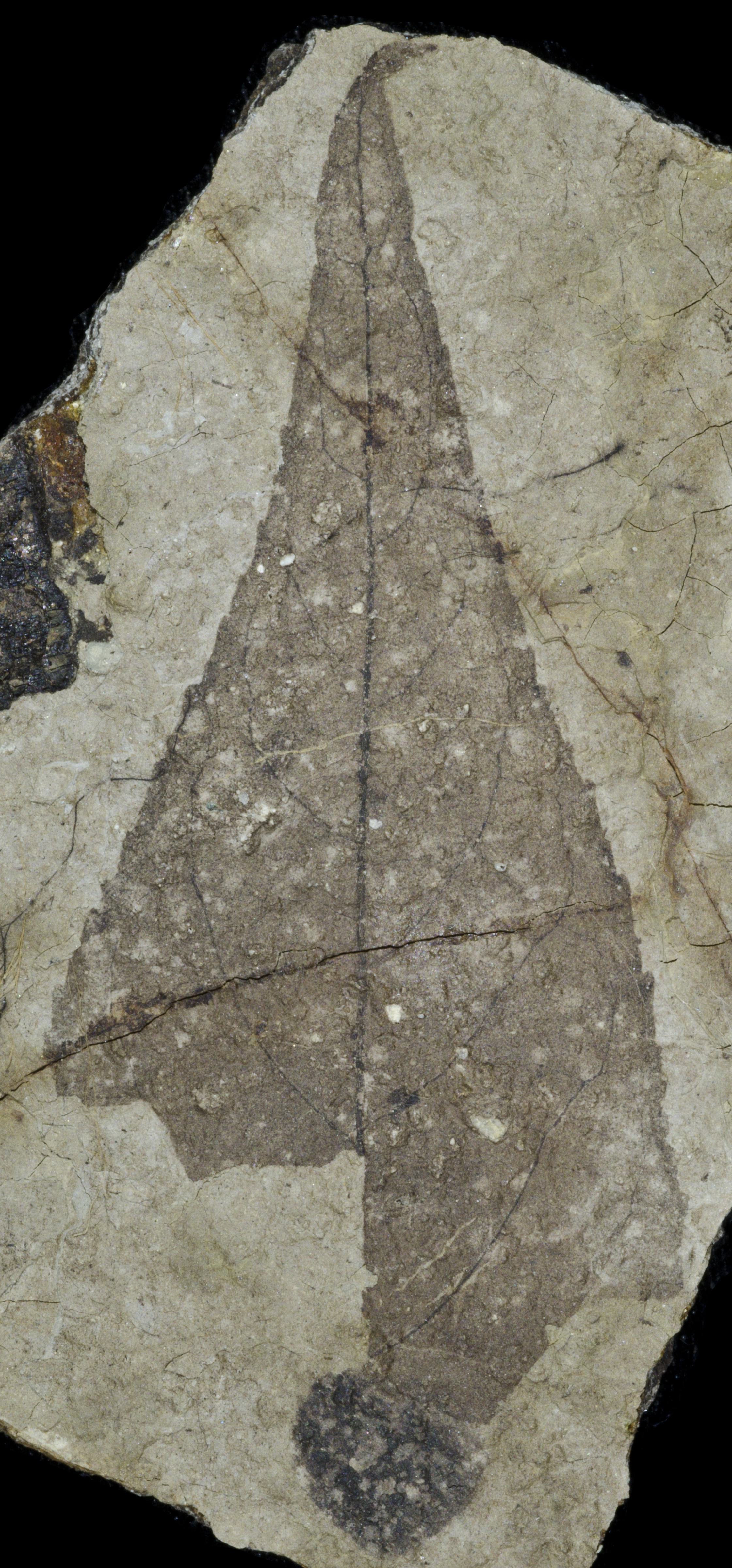Fossil Image