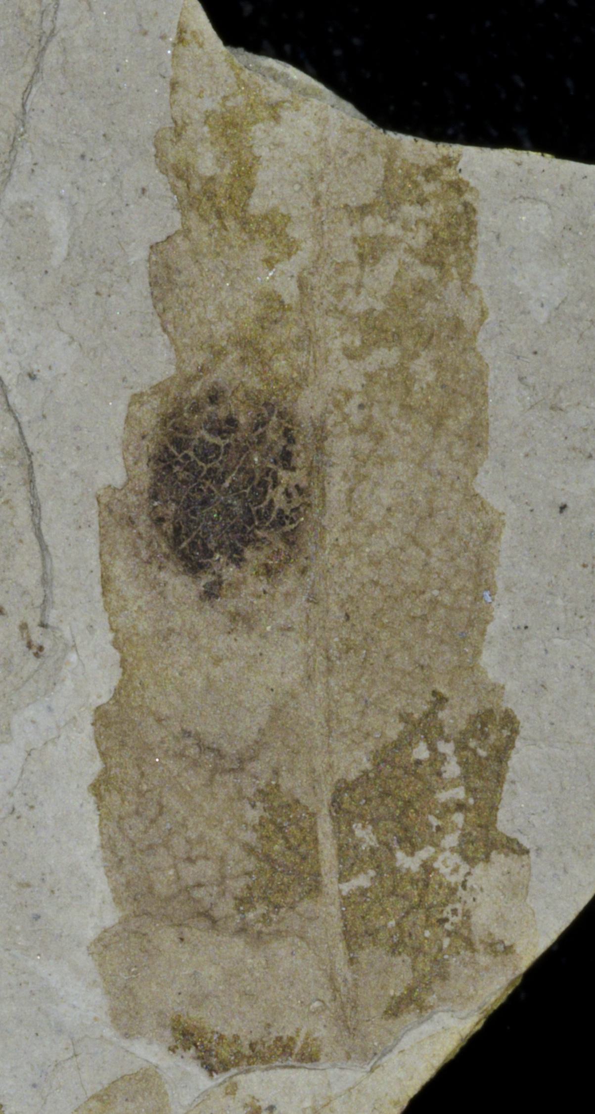 Fossil Image