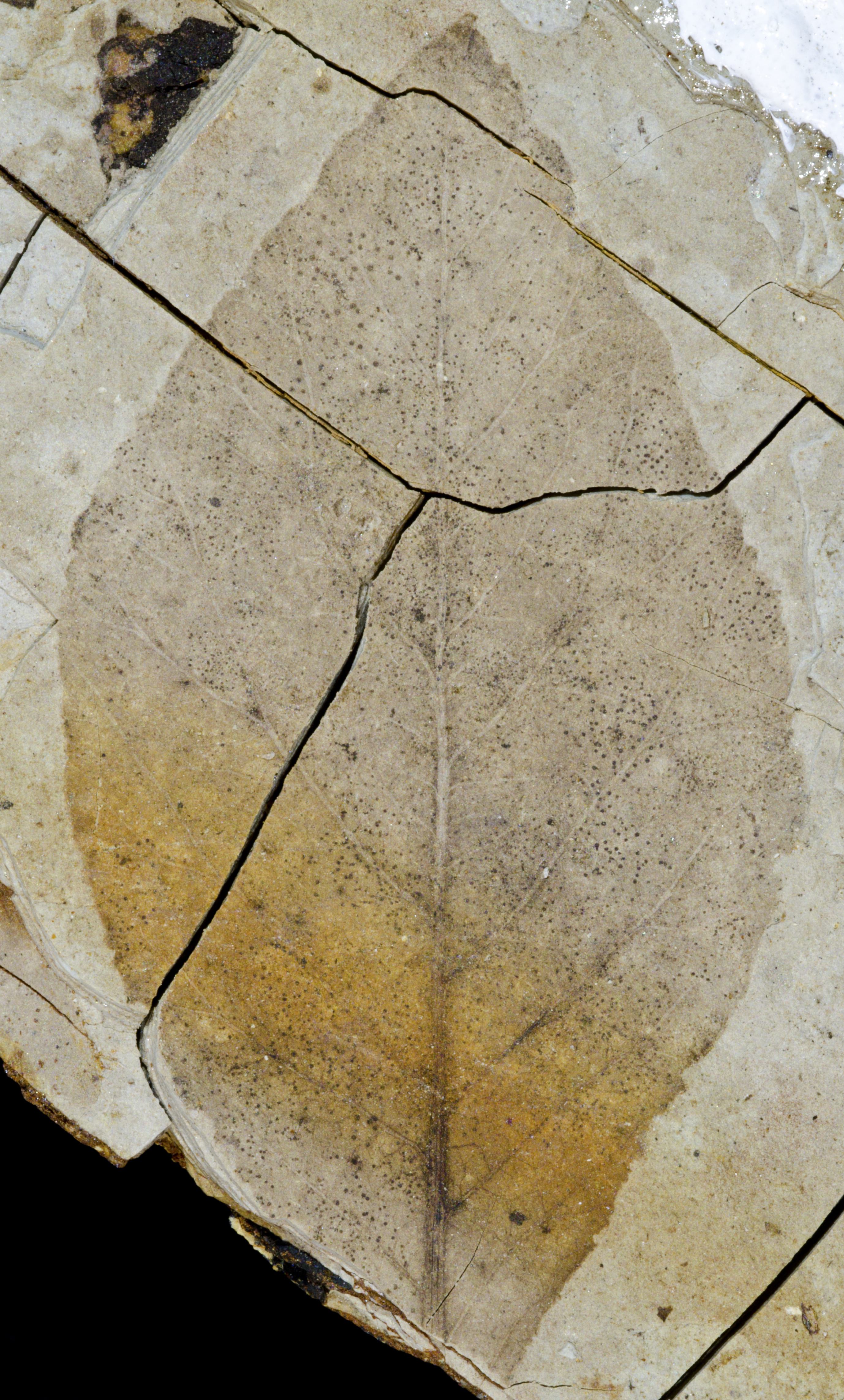 Fossil Image
