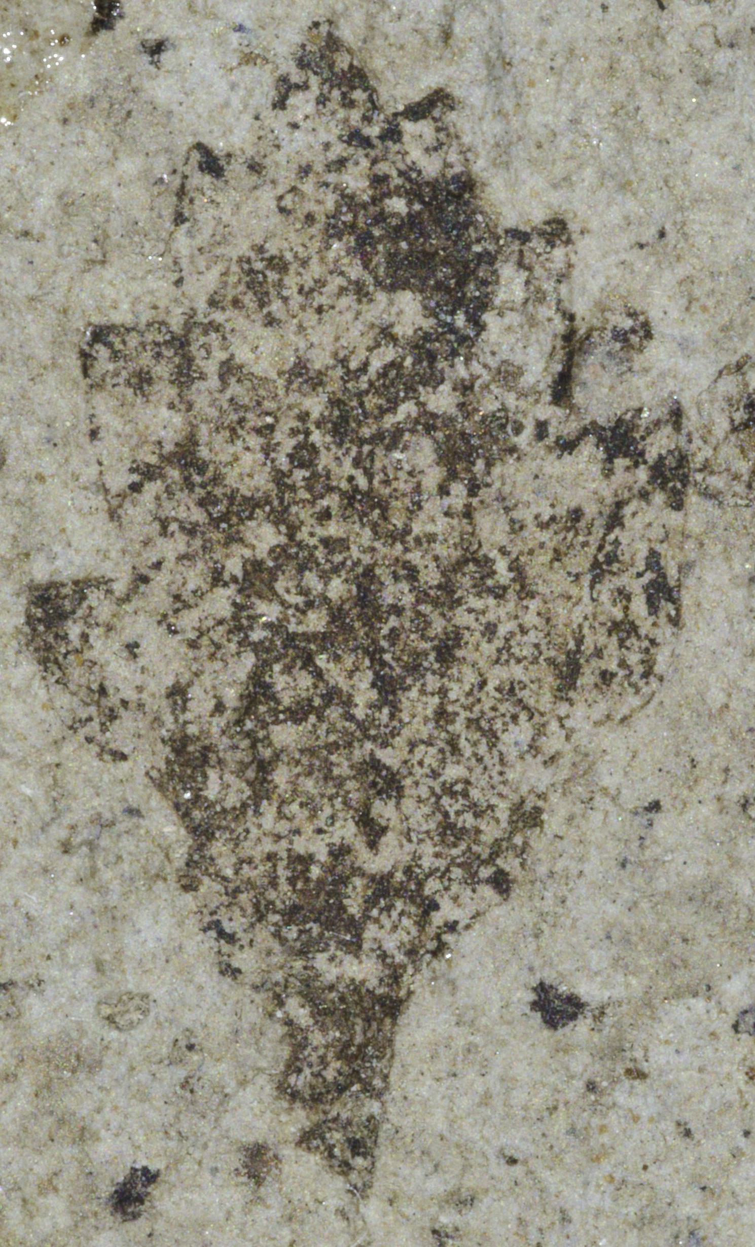 Fossil Image