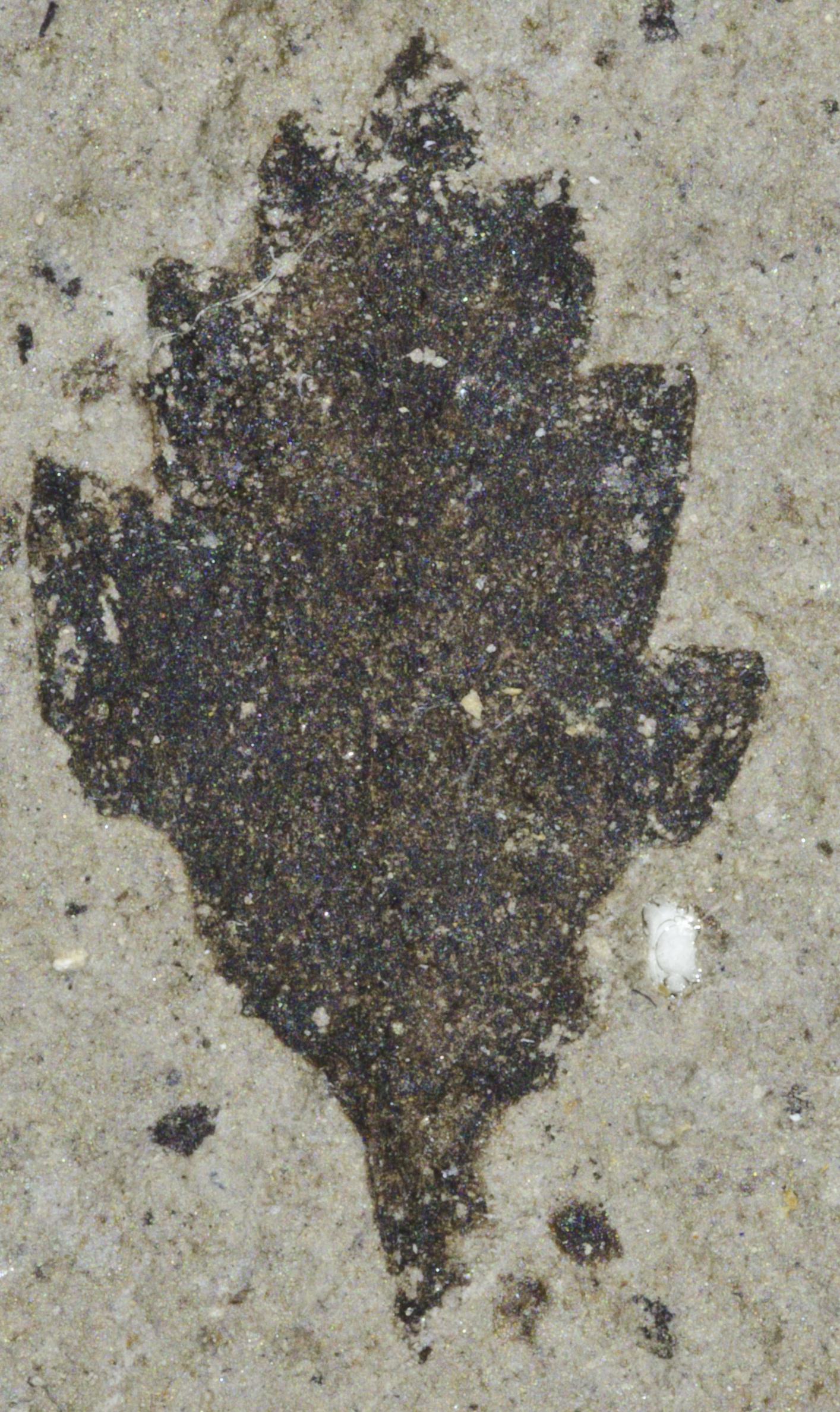 Fossil Image