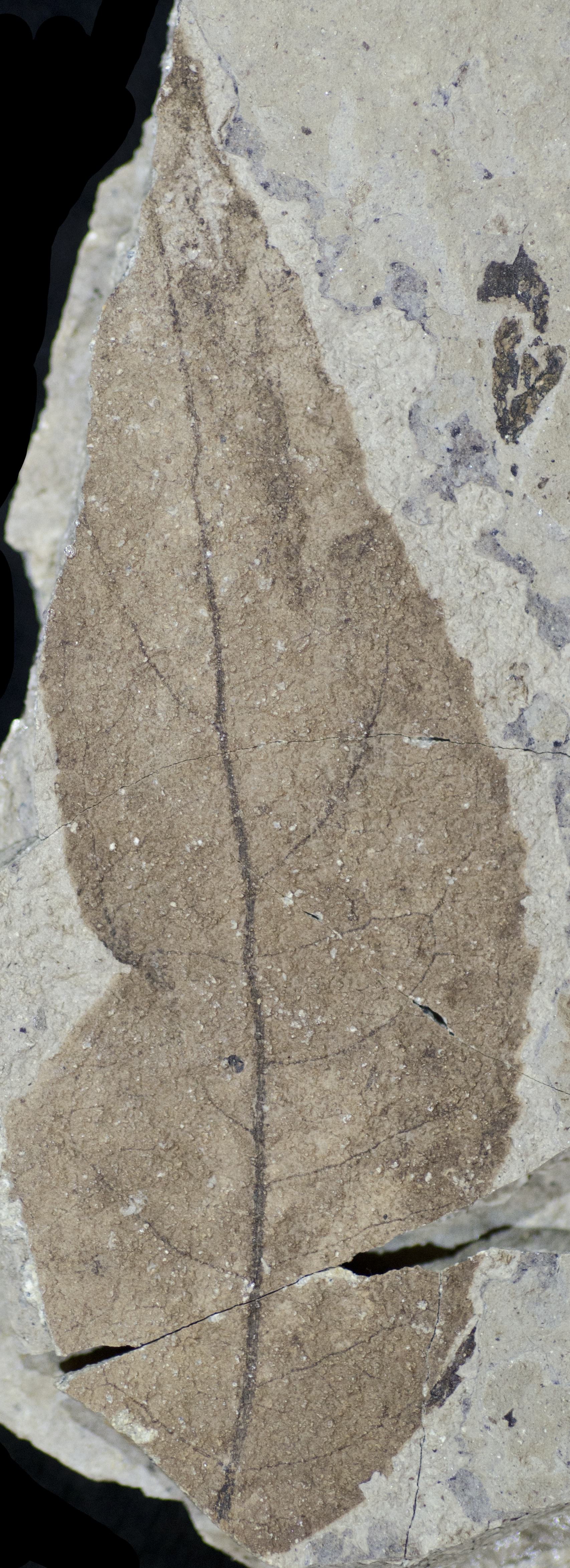 Fossil Image