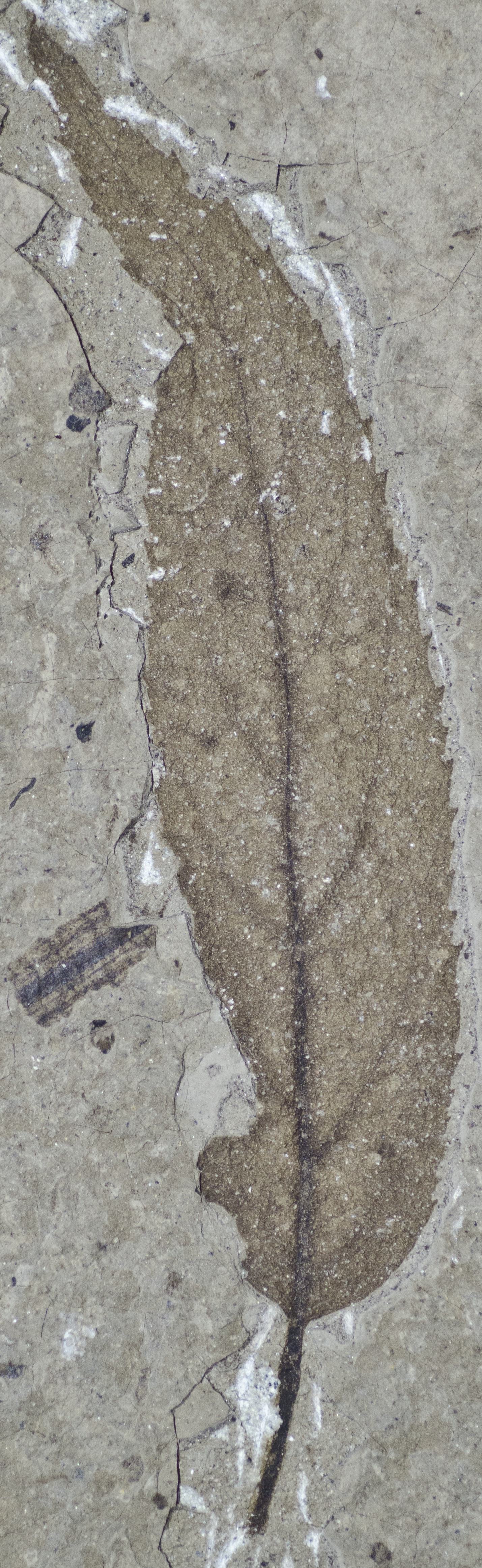 Fossil Image