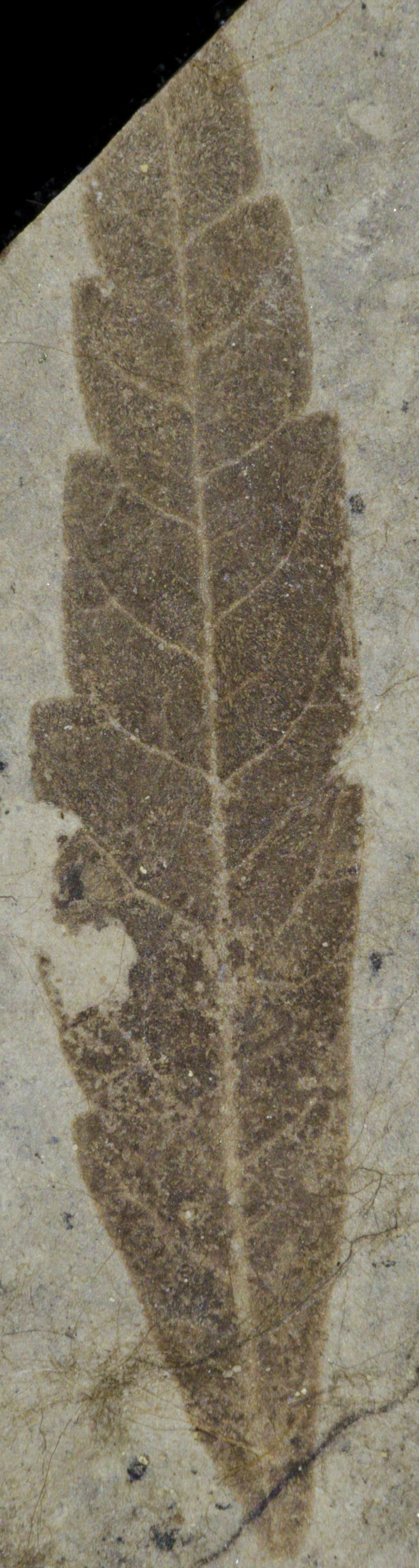 Fossil Image