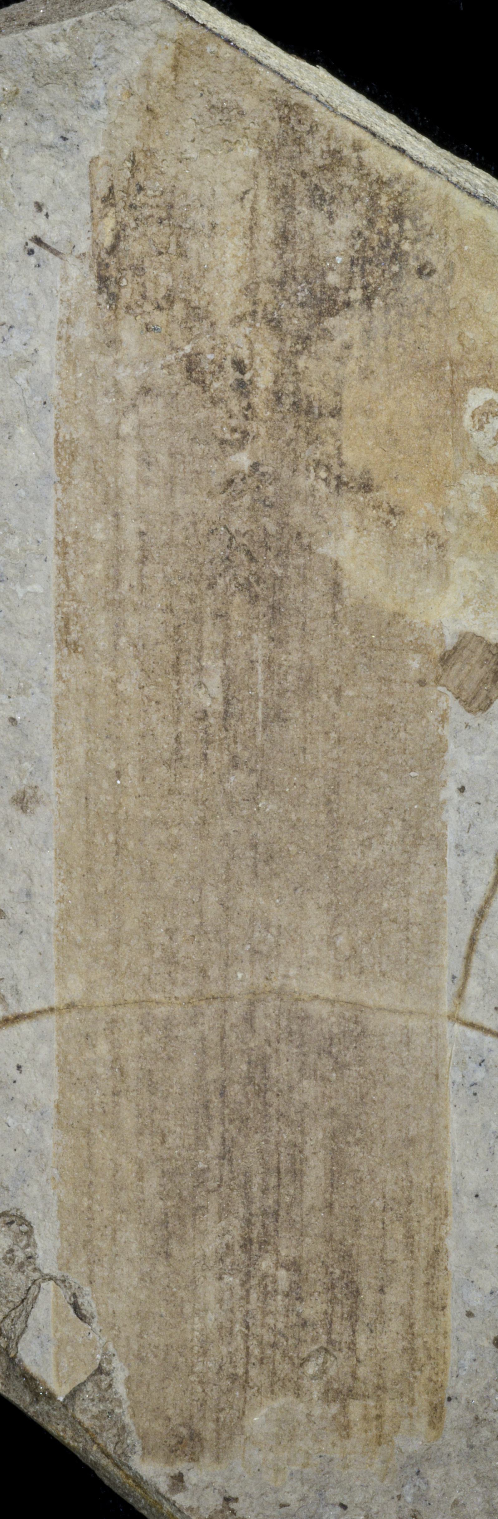 Sample 1 Image