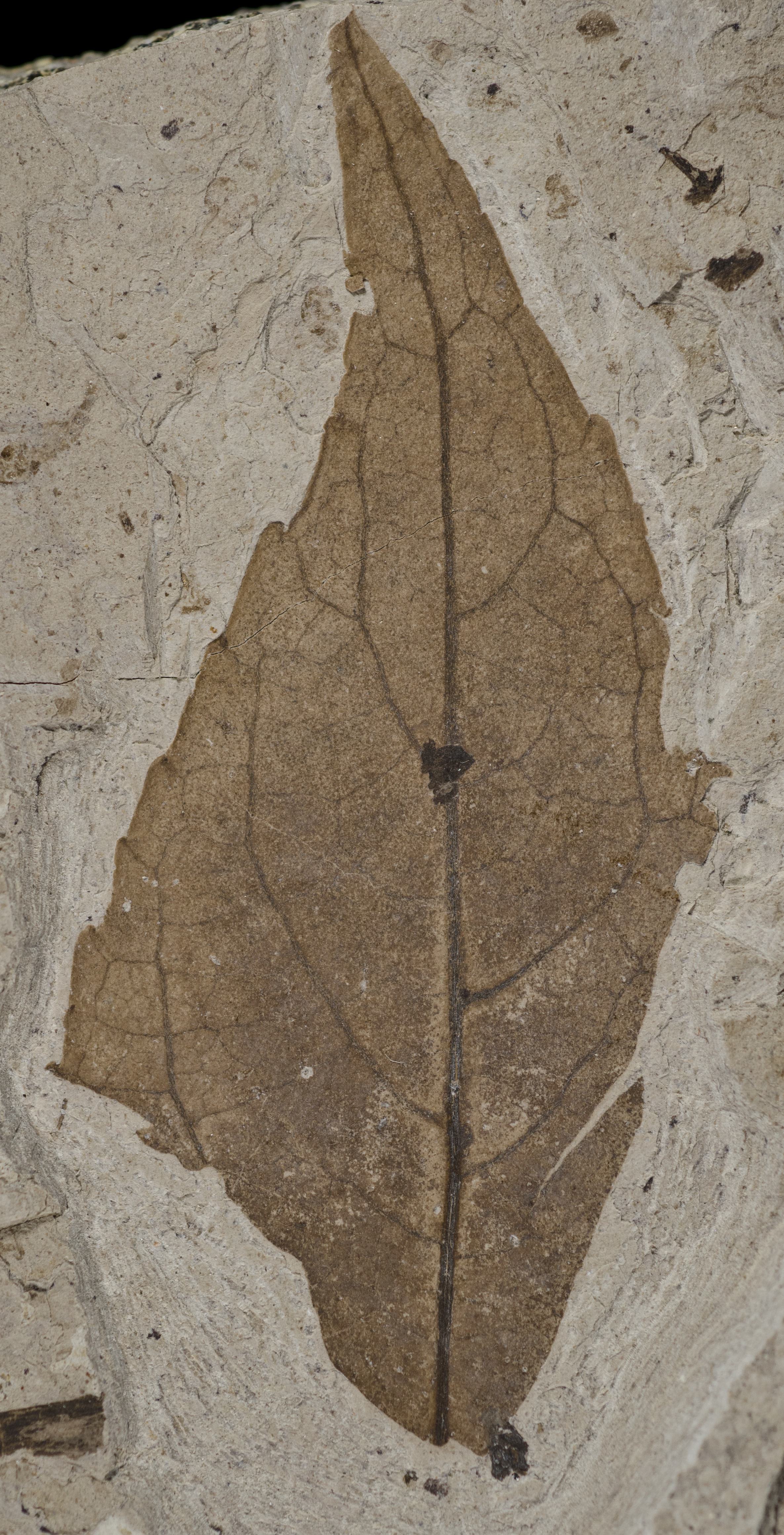 Fossil Image