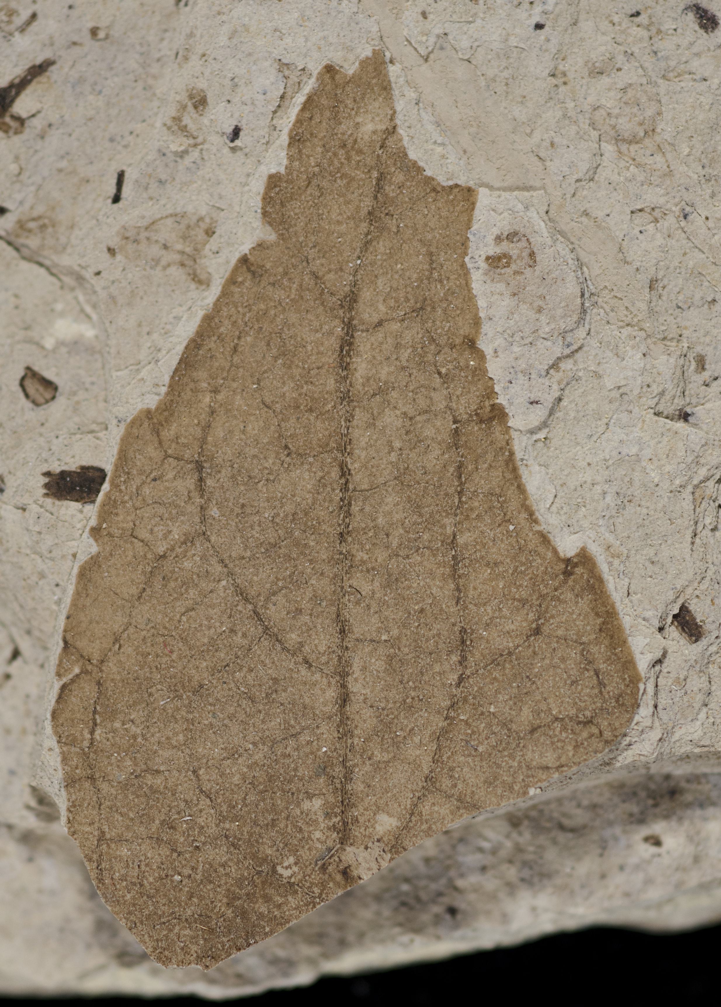 Fossil Image