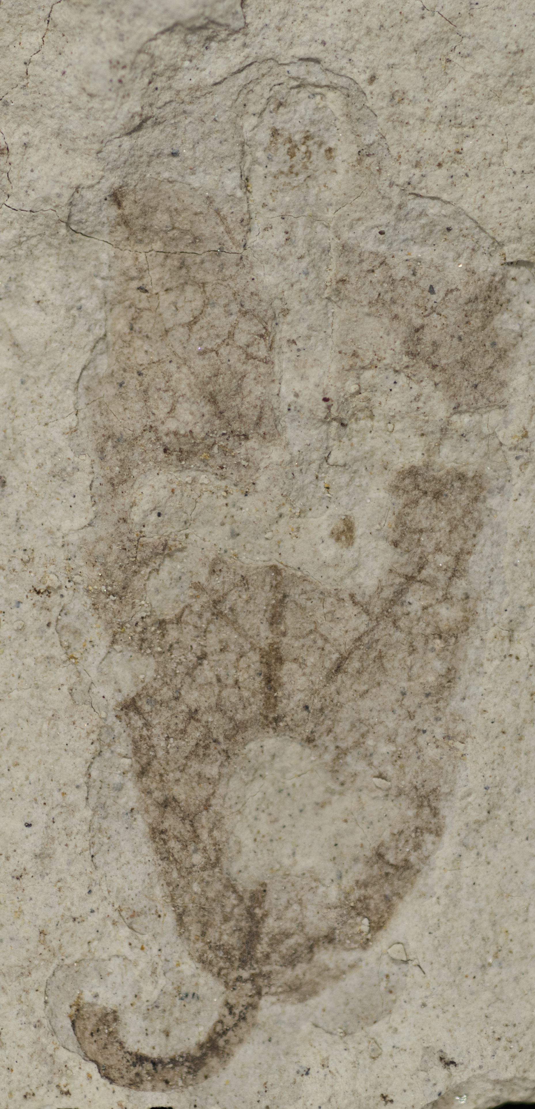 Sample 1 Image