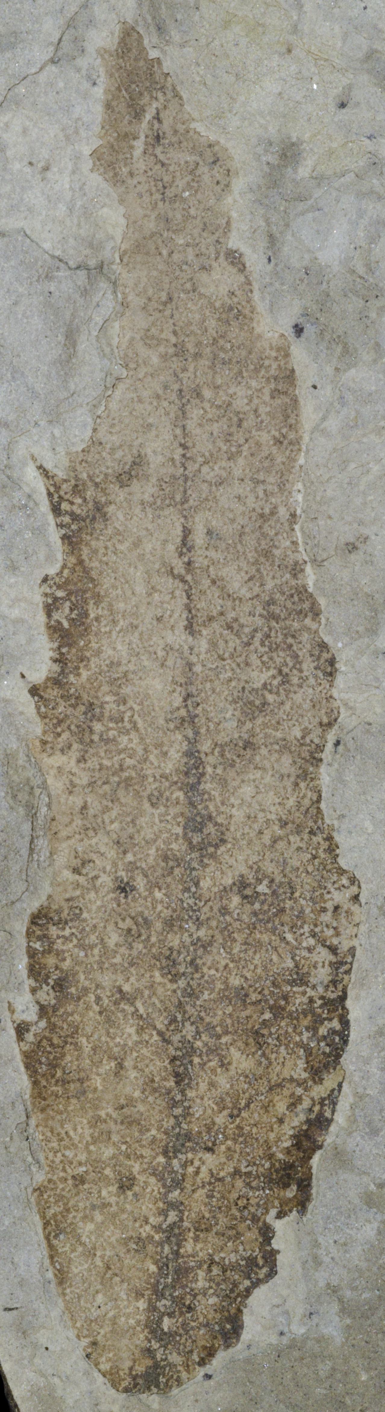 Fossil Image