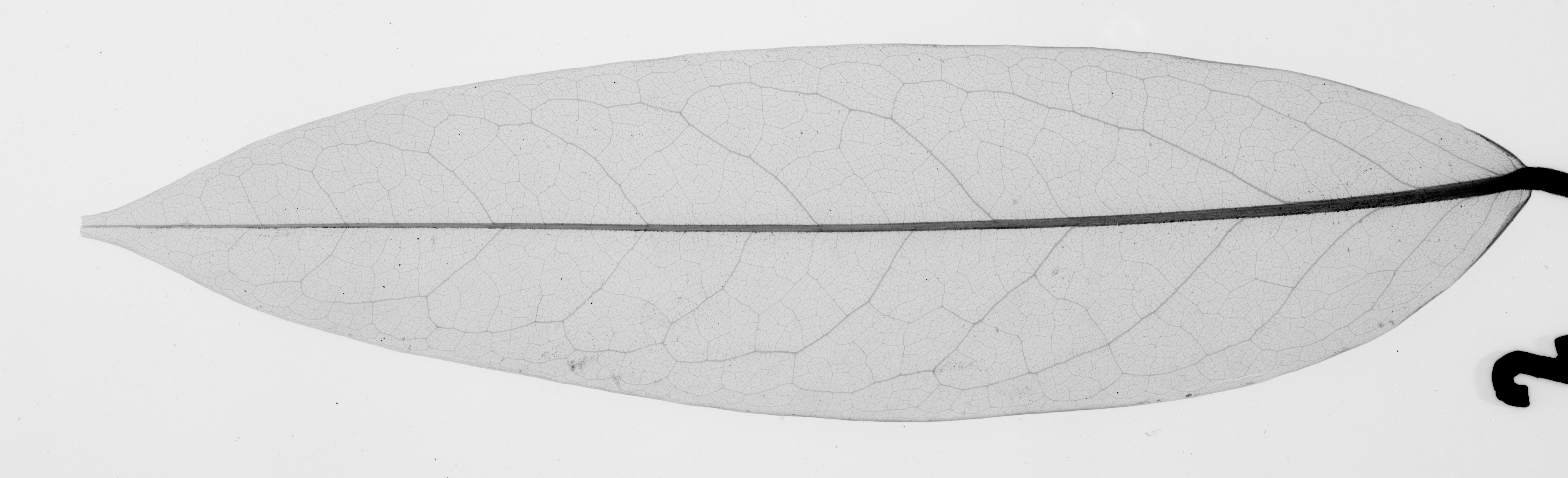 Similar extant leaf