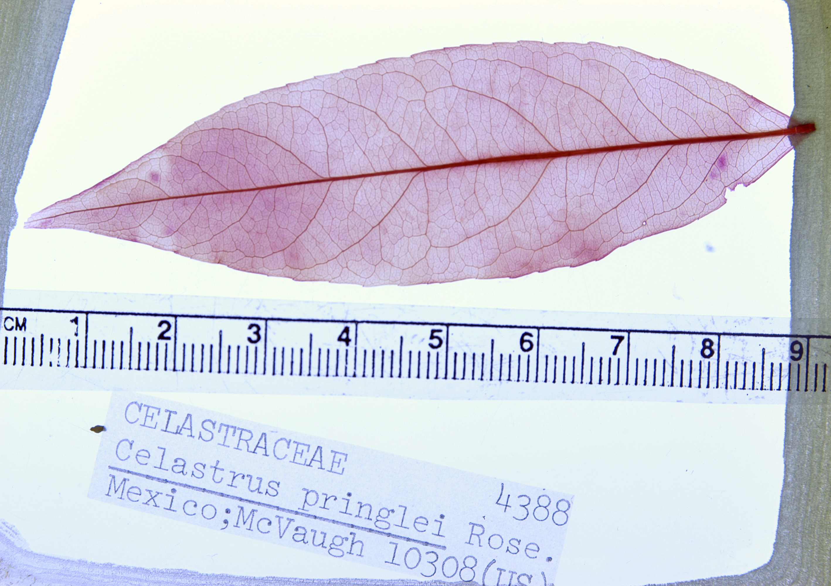 Similar extant leaf