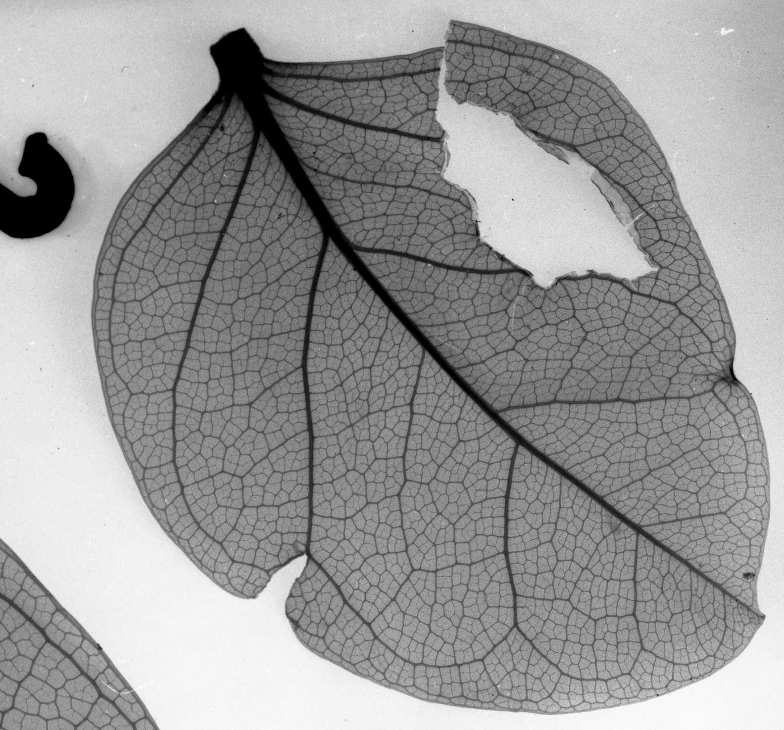 Similar extant leaf