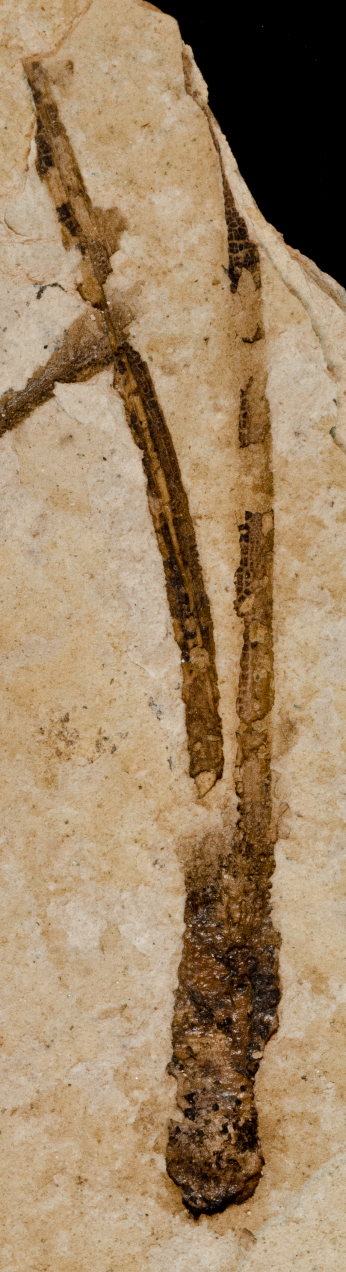 Similar fossil specimen
