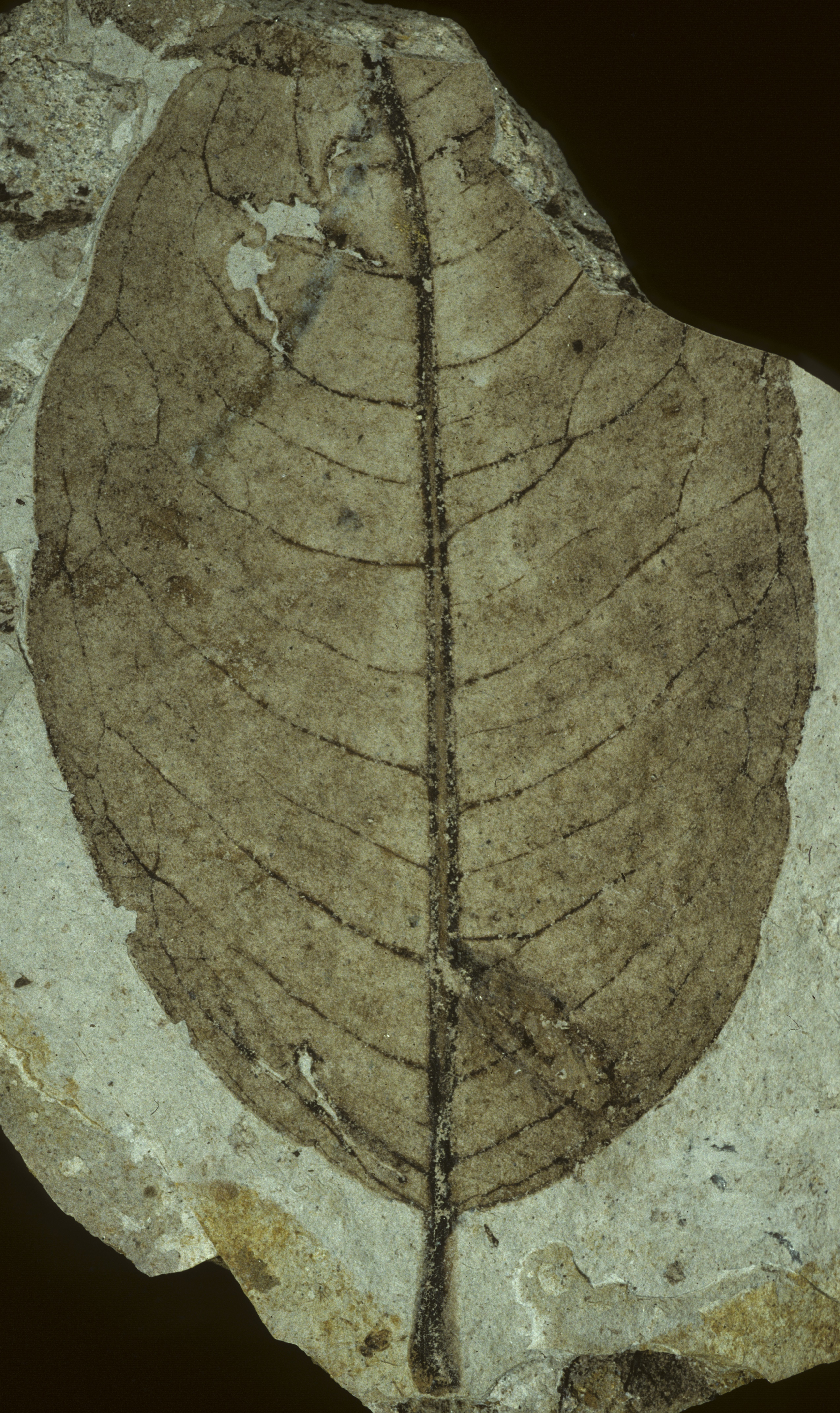 Fossil Image