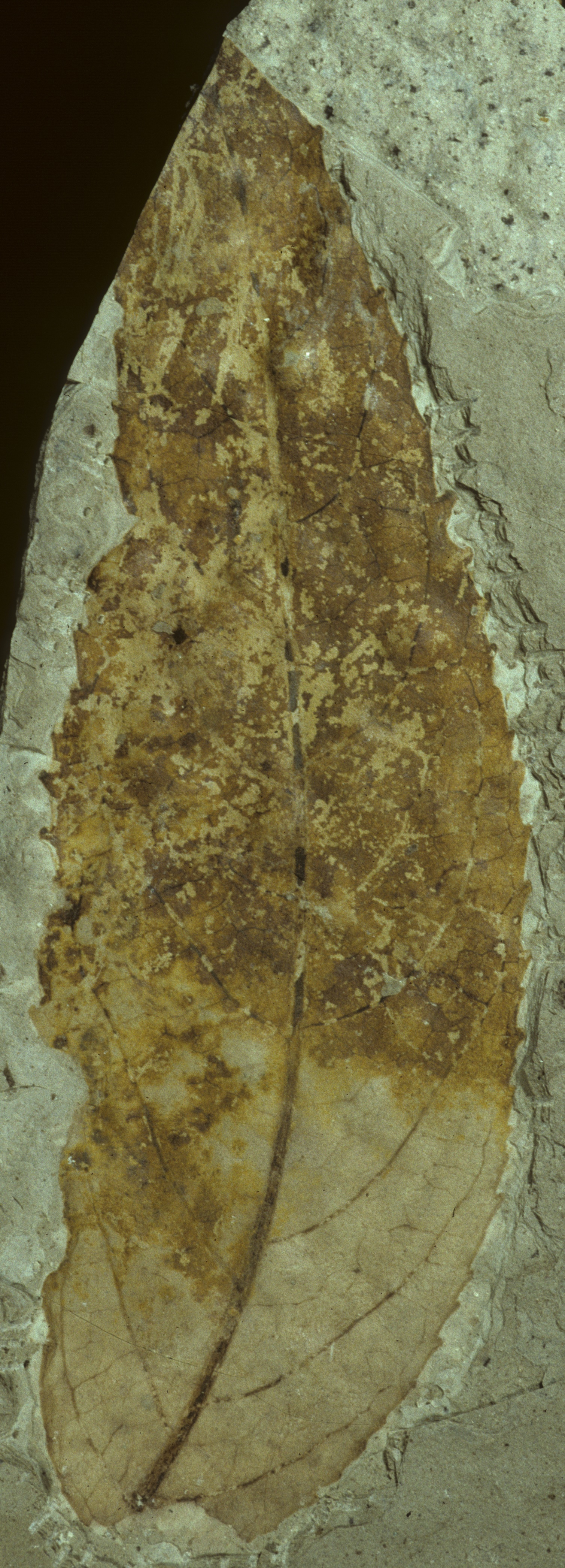 Fossil Image