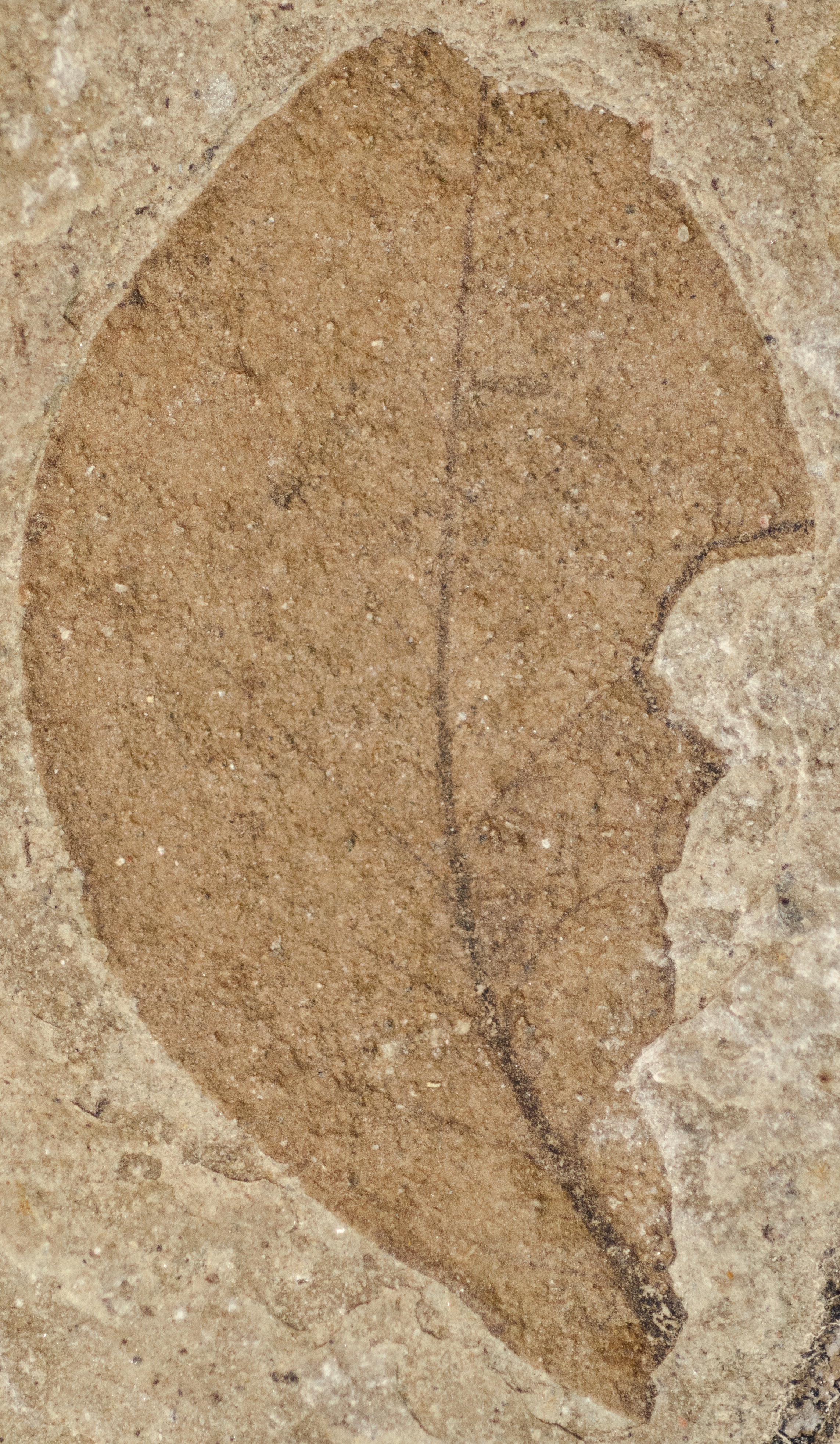 Fossil Image