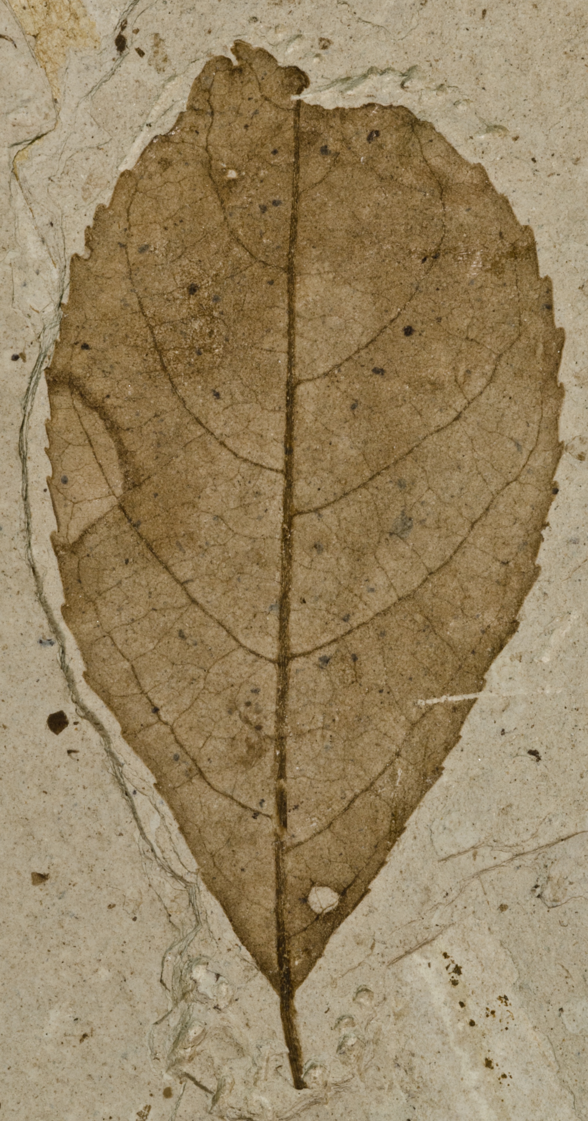Fossil Image