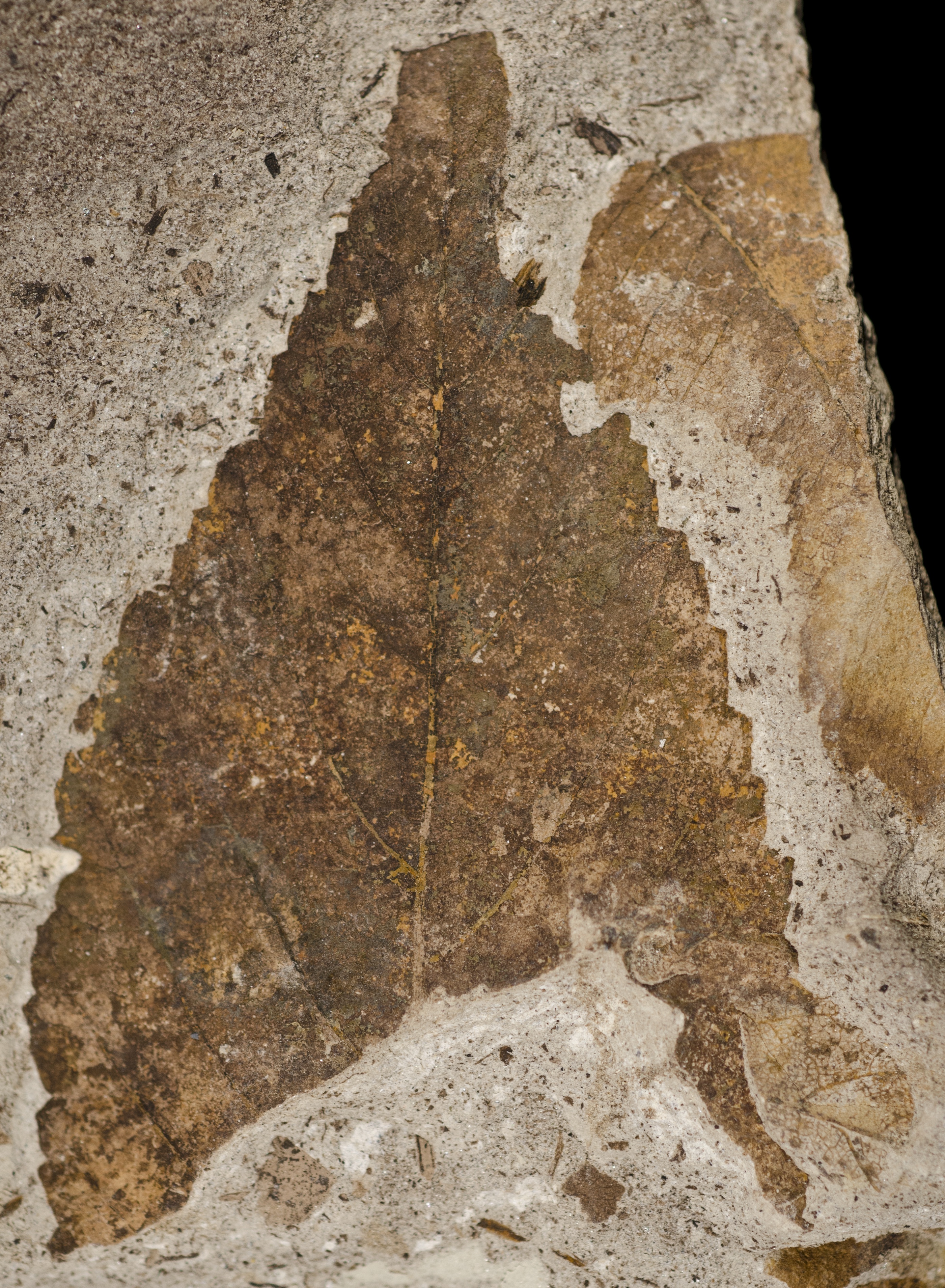 Fossil Image