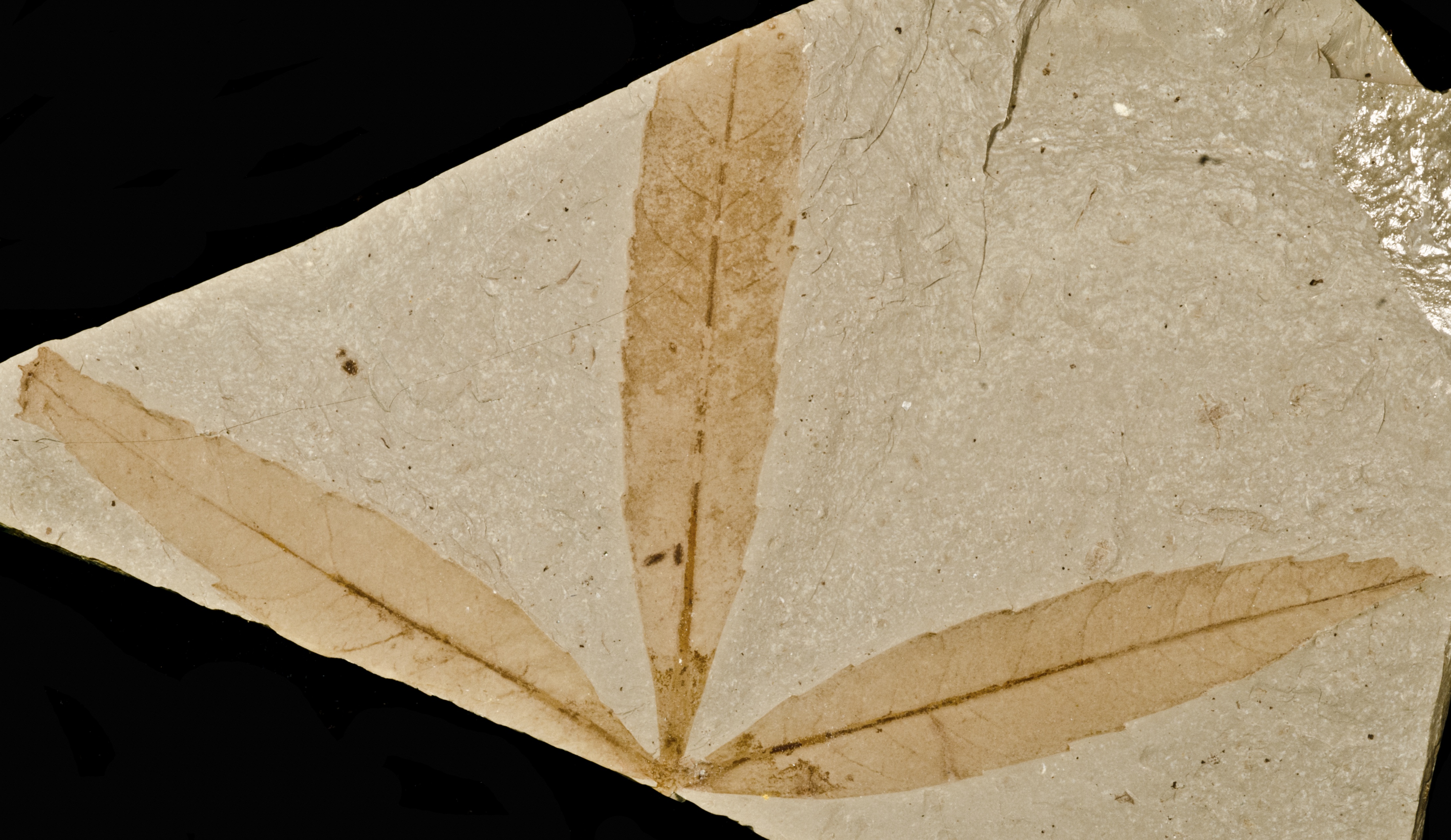 Fossil Image