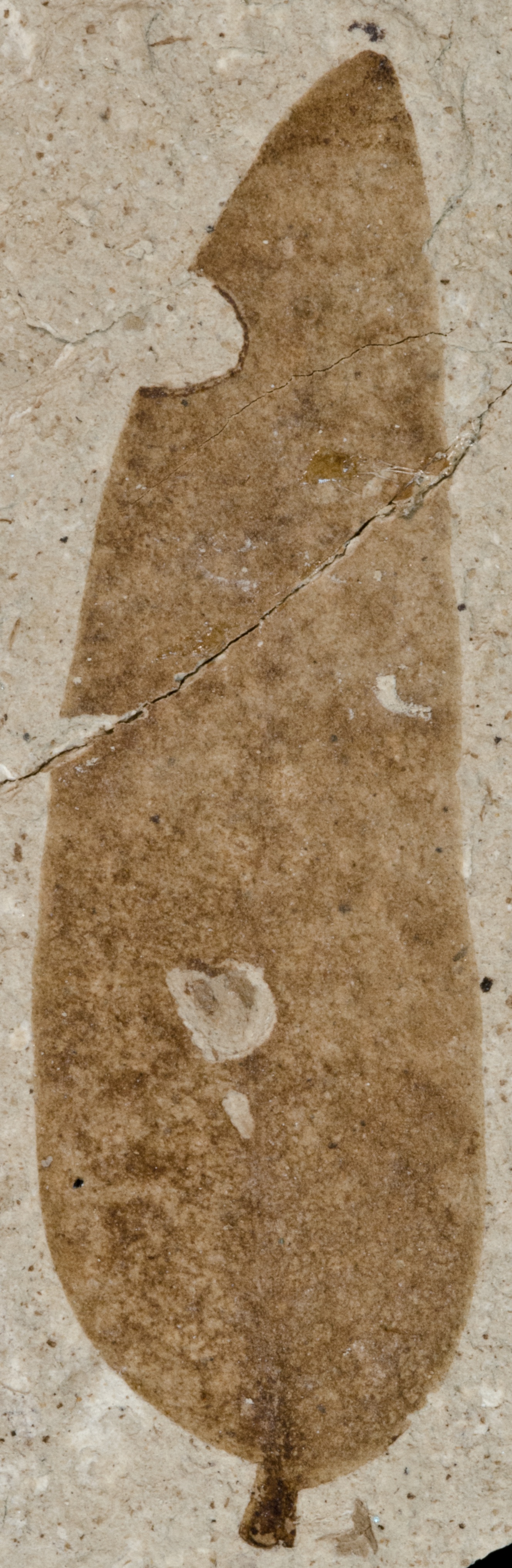 Fossil Image