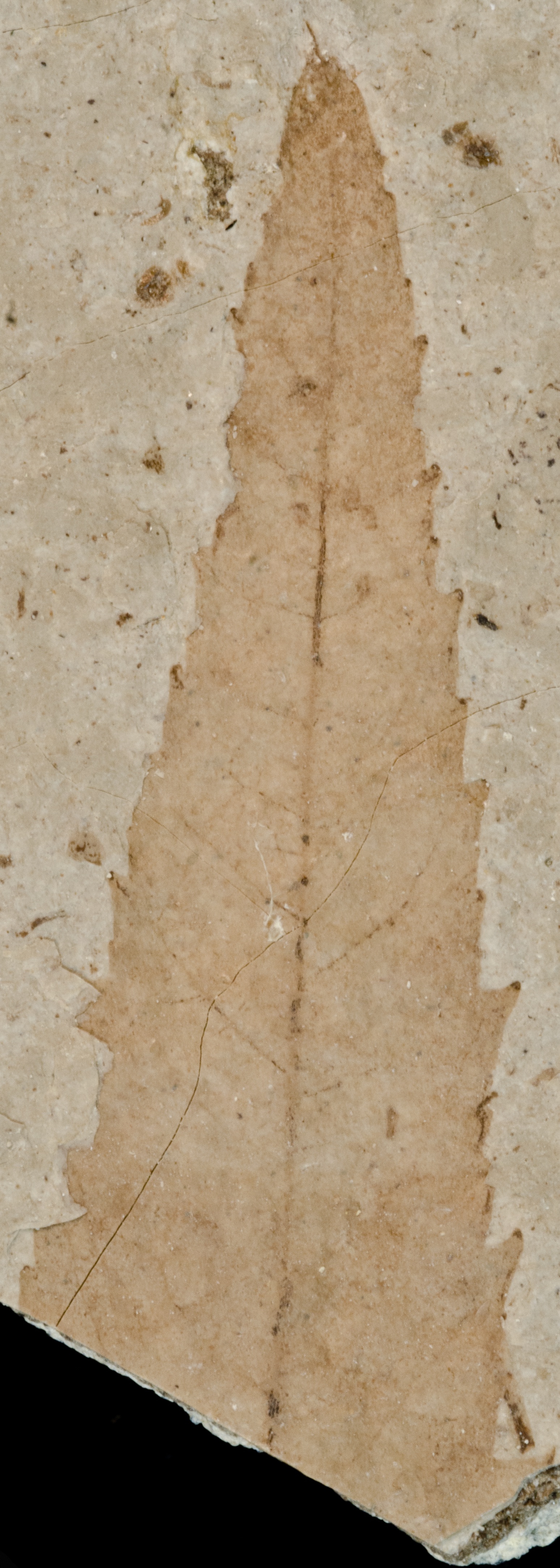 Fossil Image