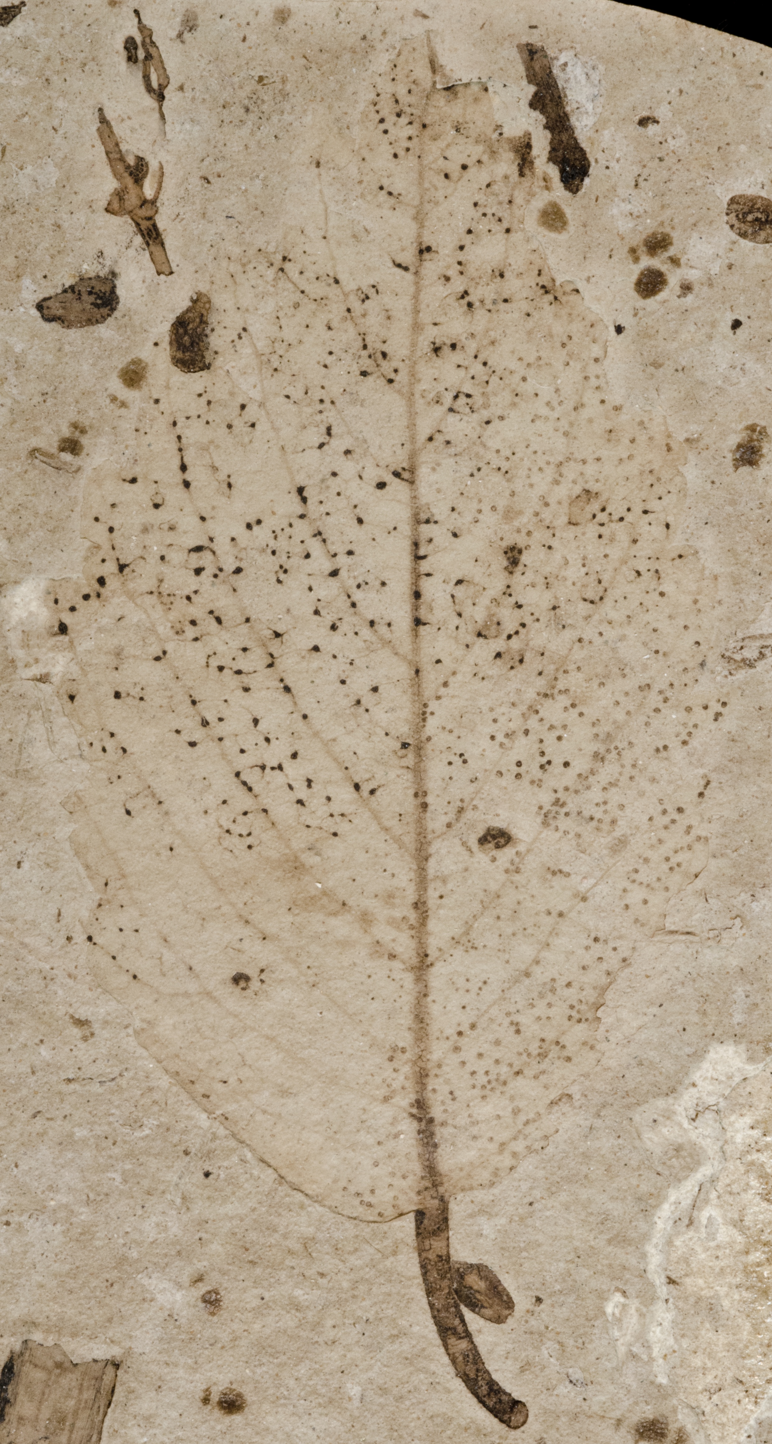 Fossil Image