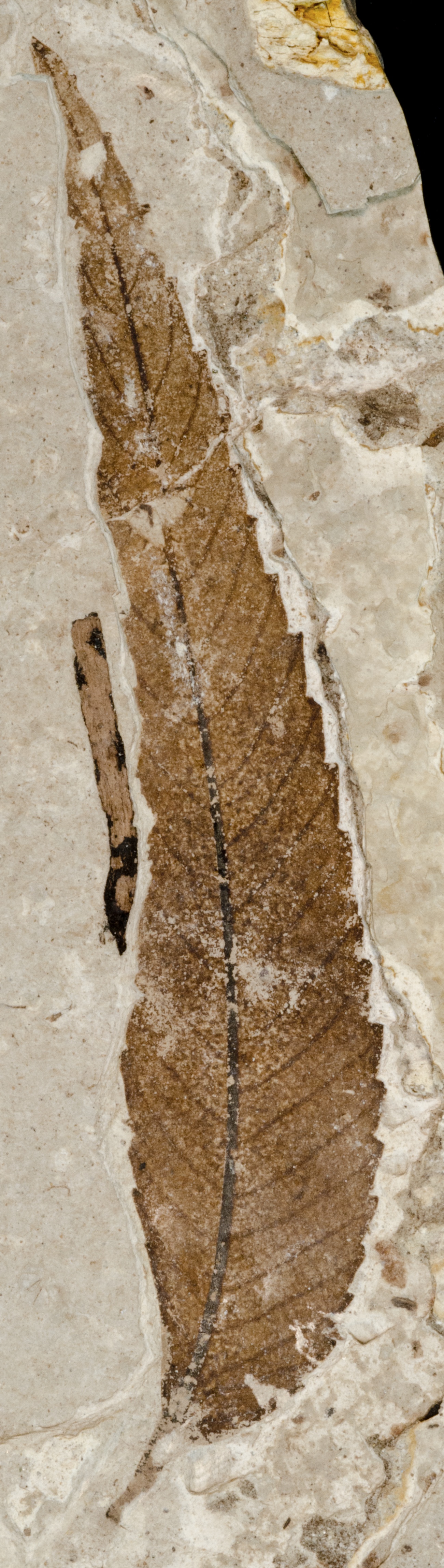 Fossil Image