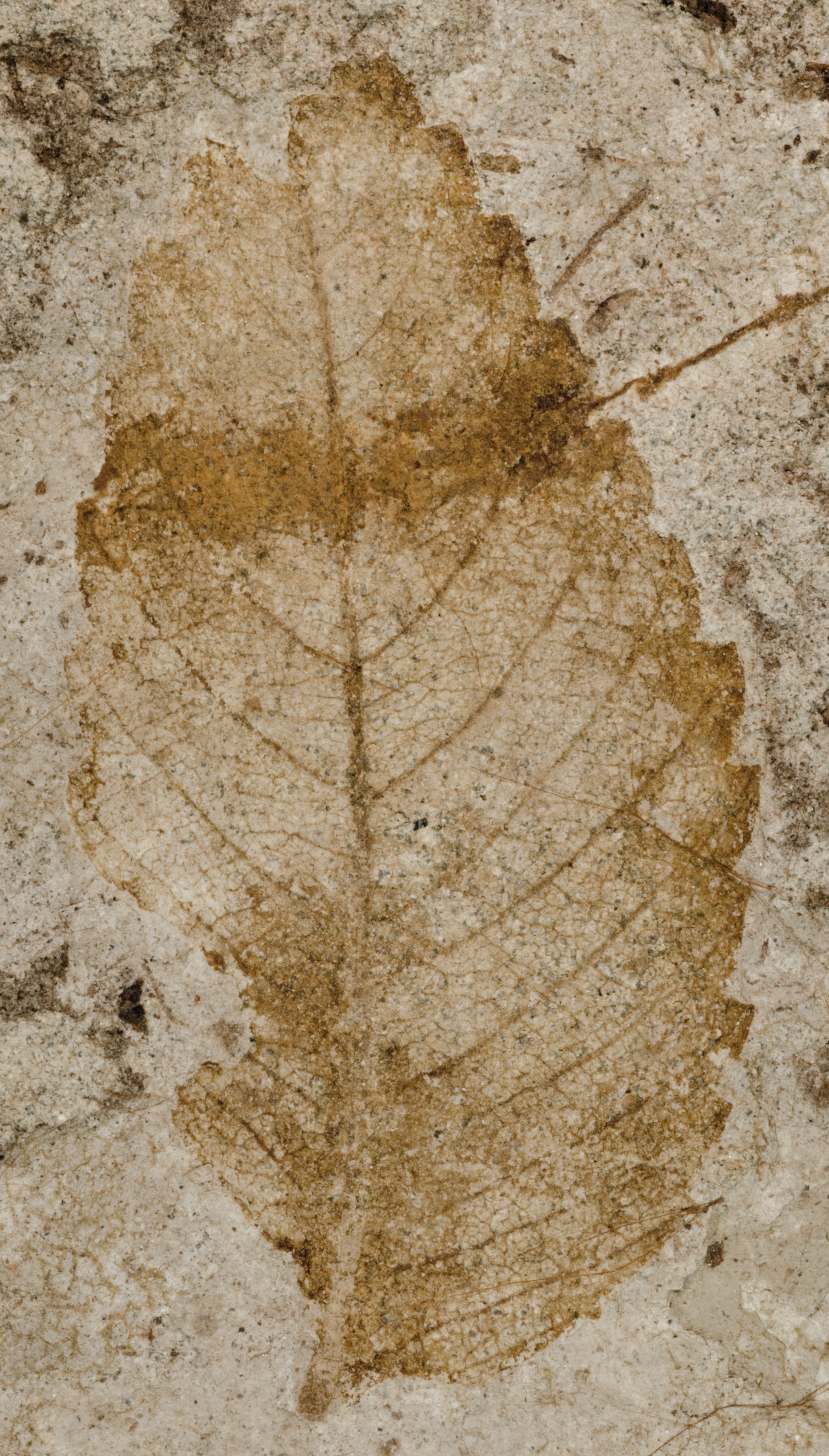 Fossil Image