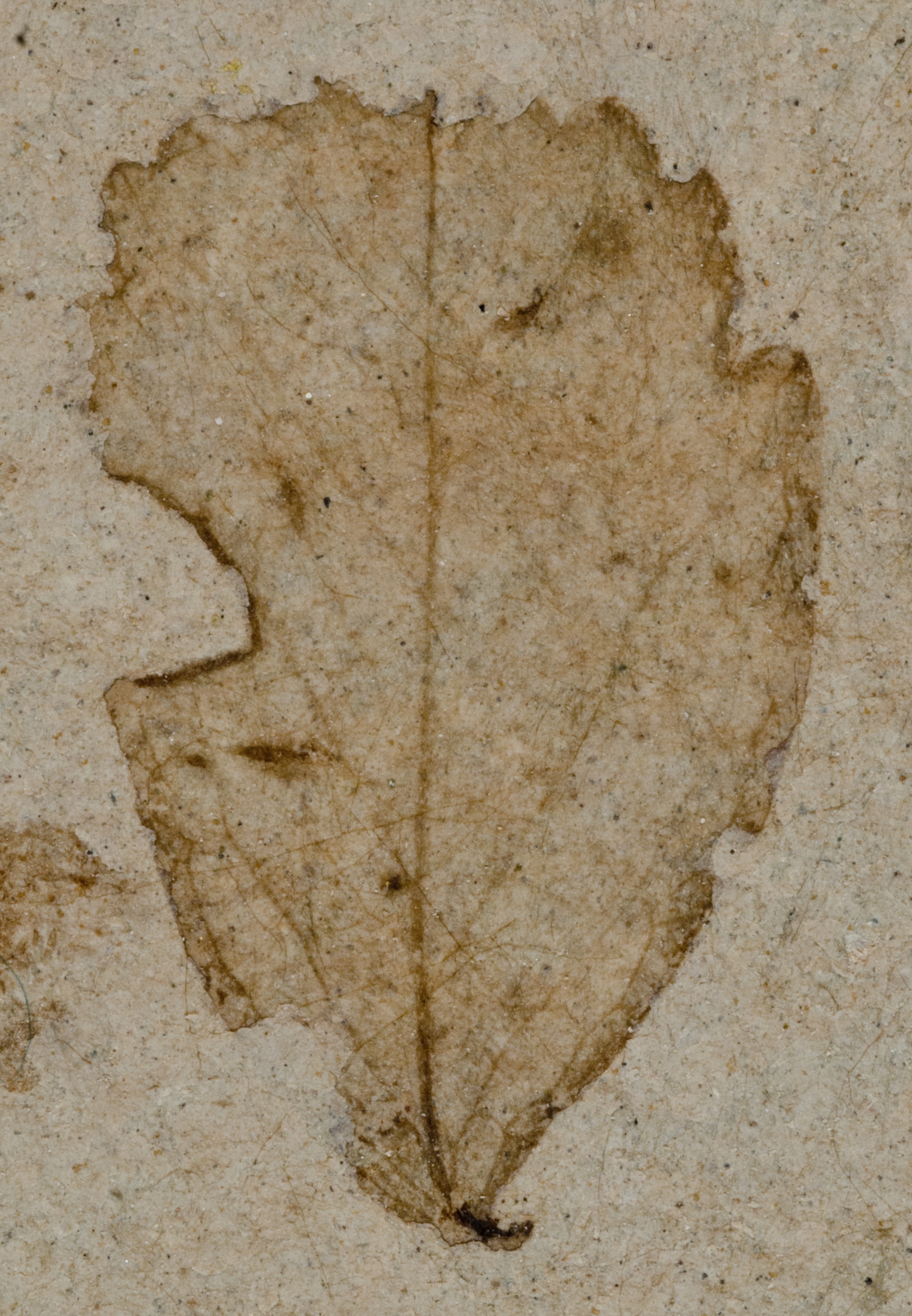 Fossil Image