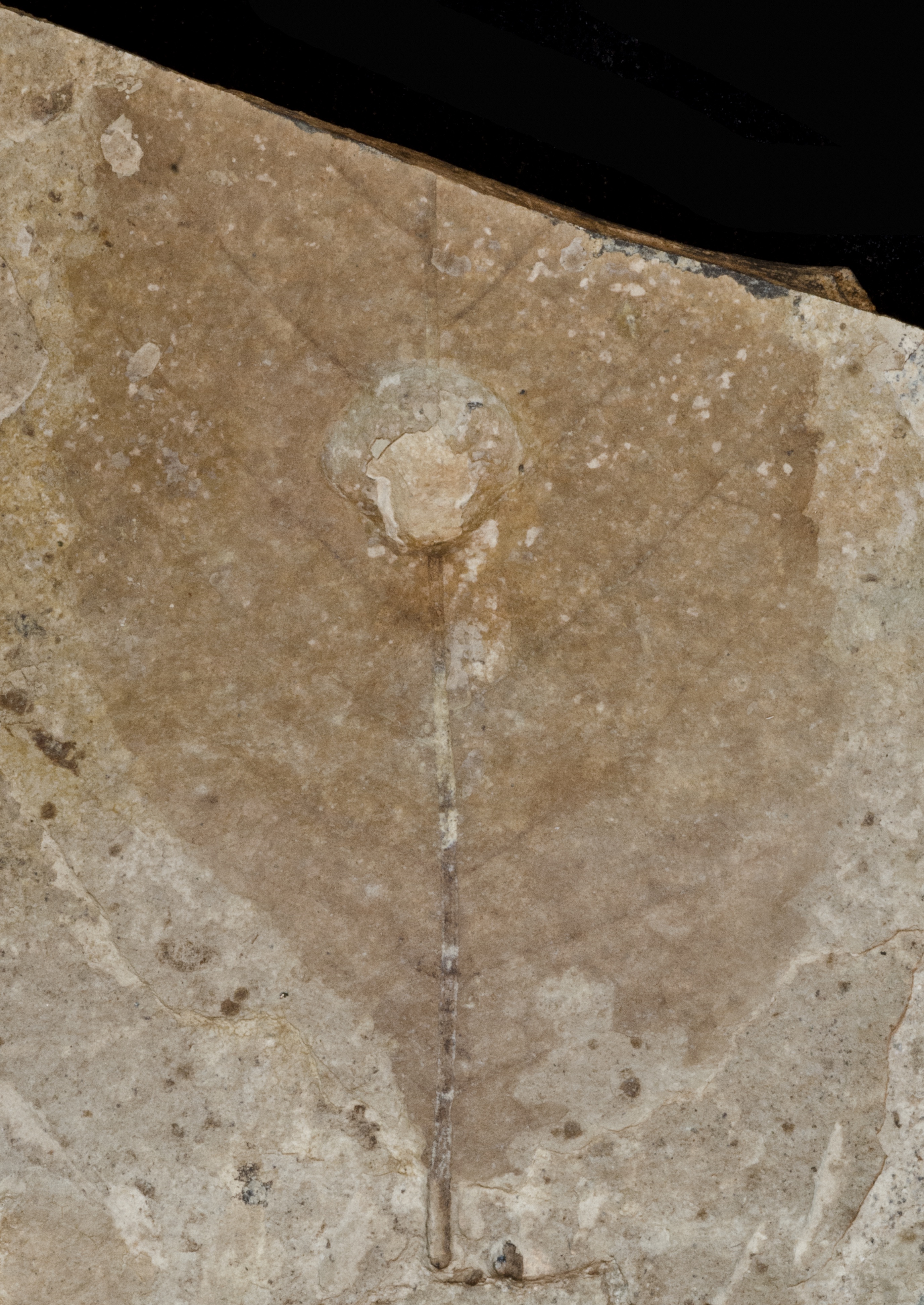 Fossil Image