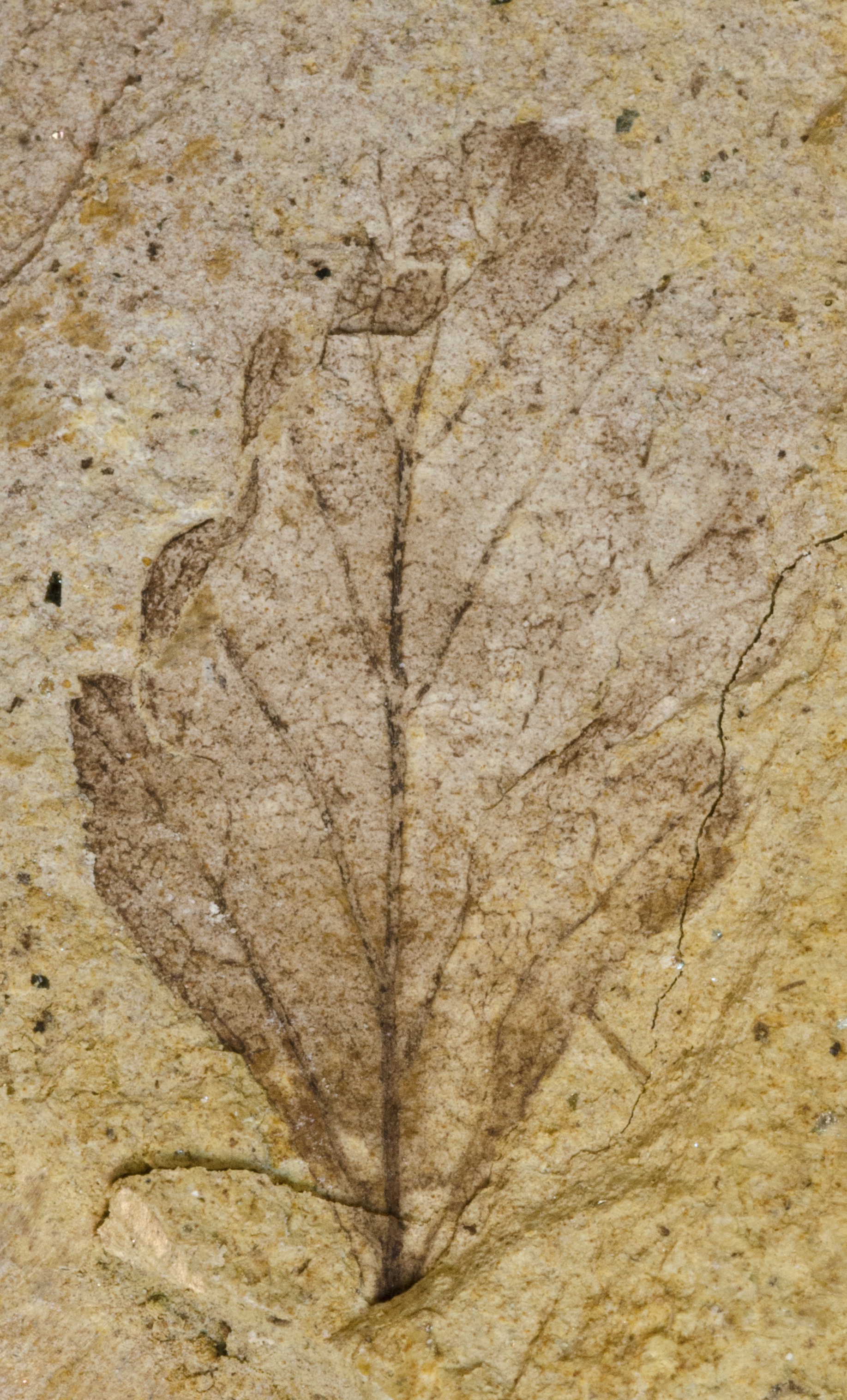 Fossil Image