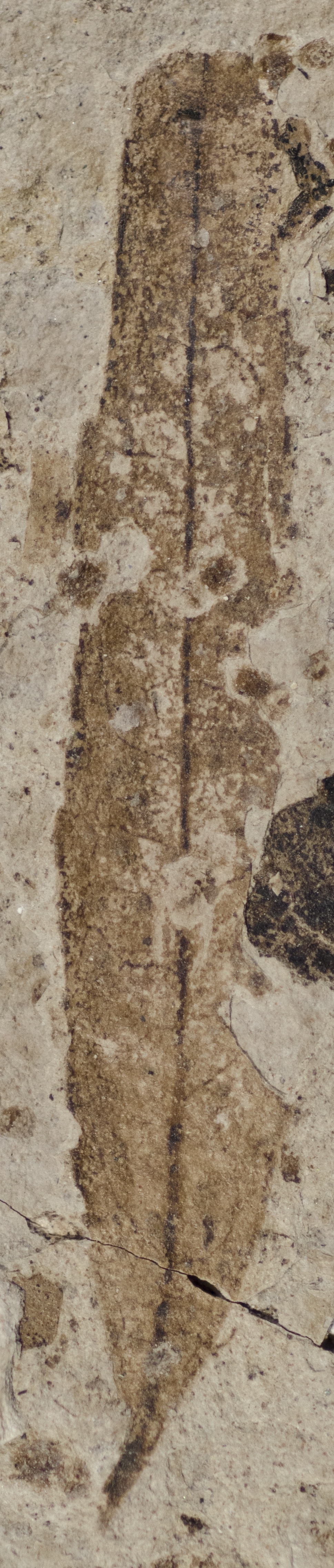 Fossil Image