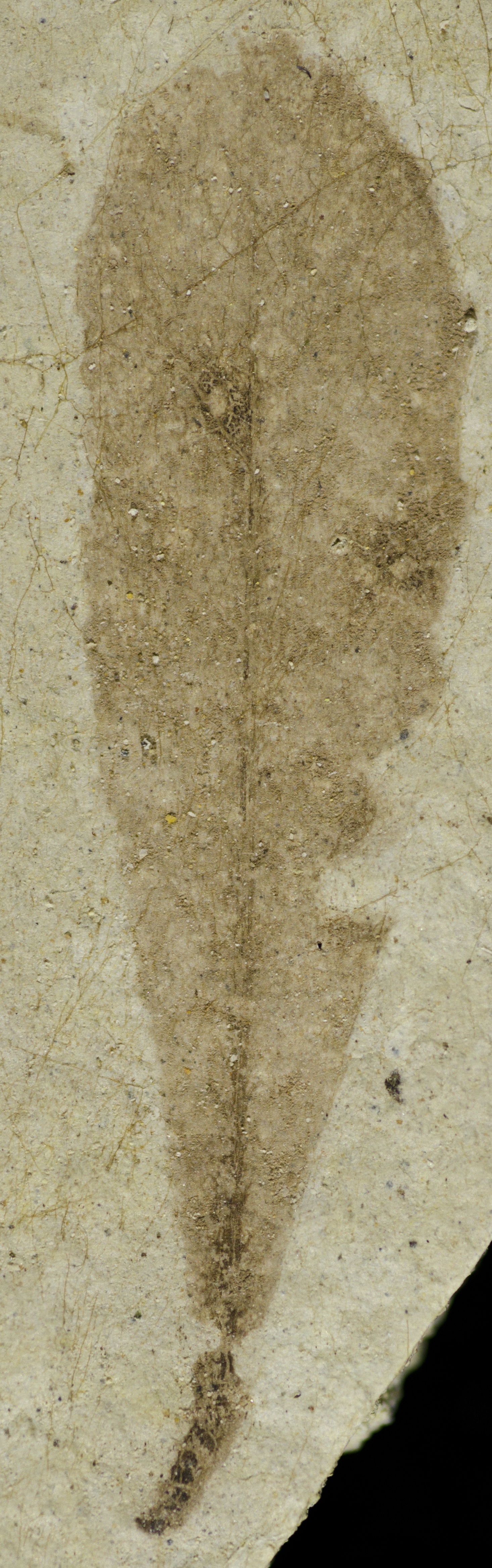 Fossil Image