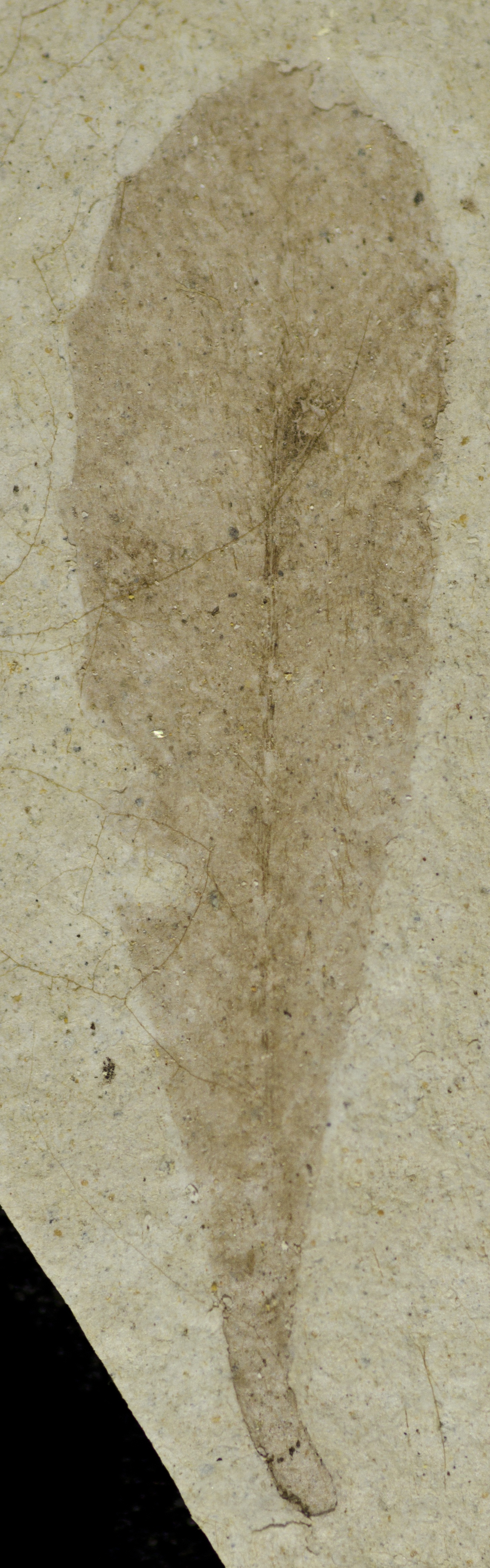 Fossil Image