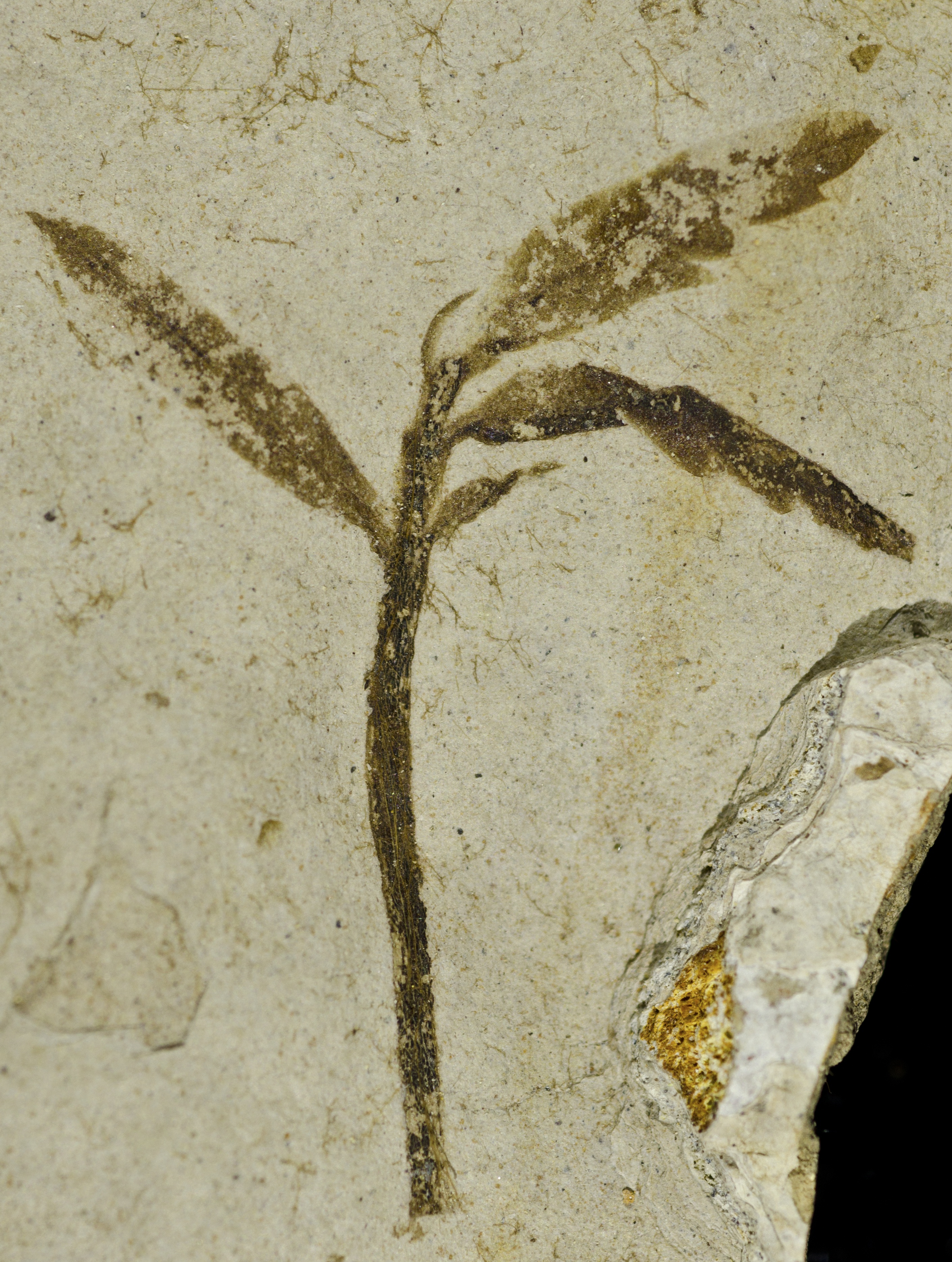 Fossil Image