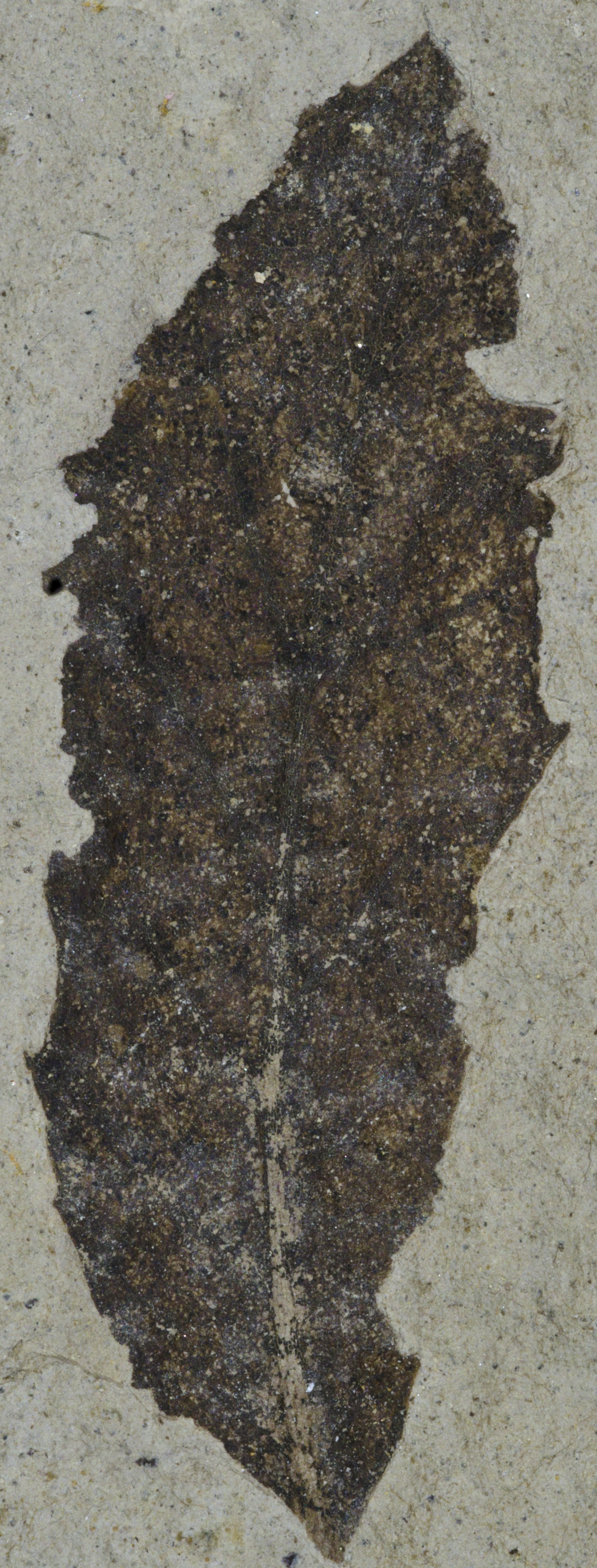 Fossil Image