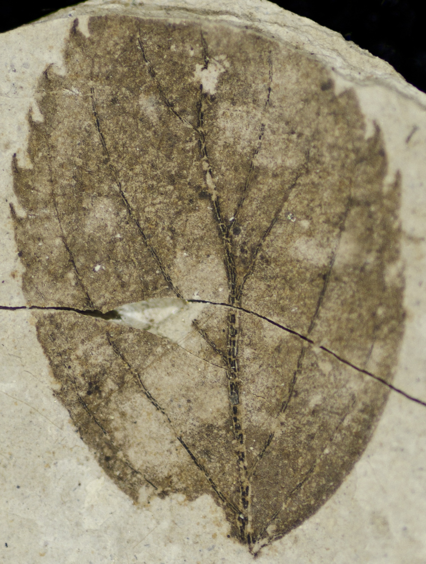 Fossil Image