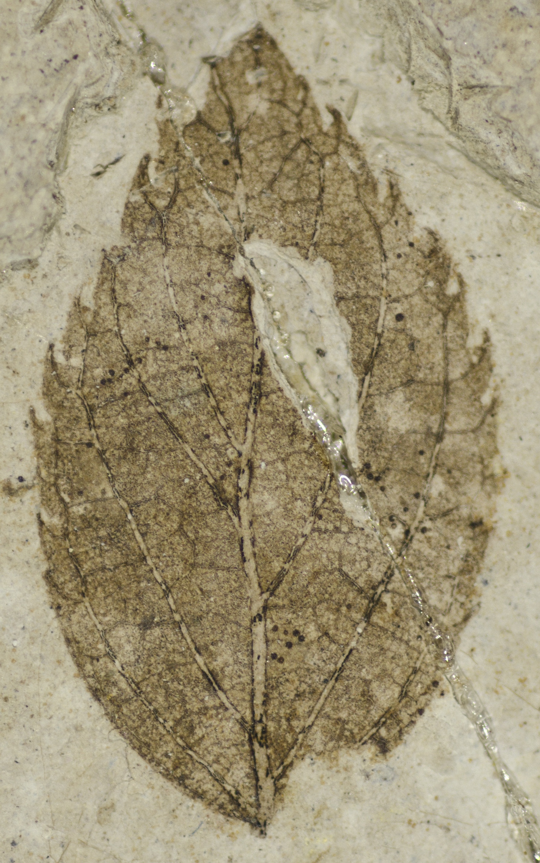 Fossil Image