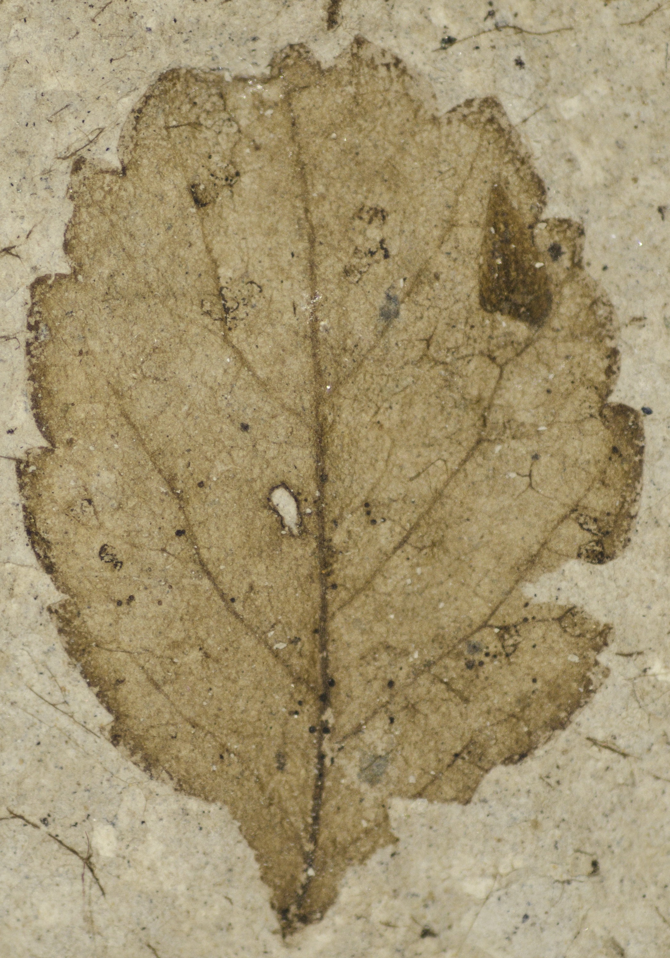 Fossil Image