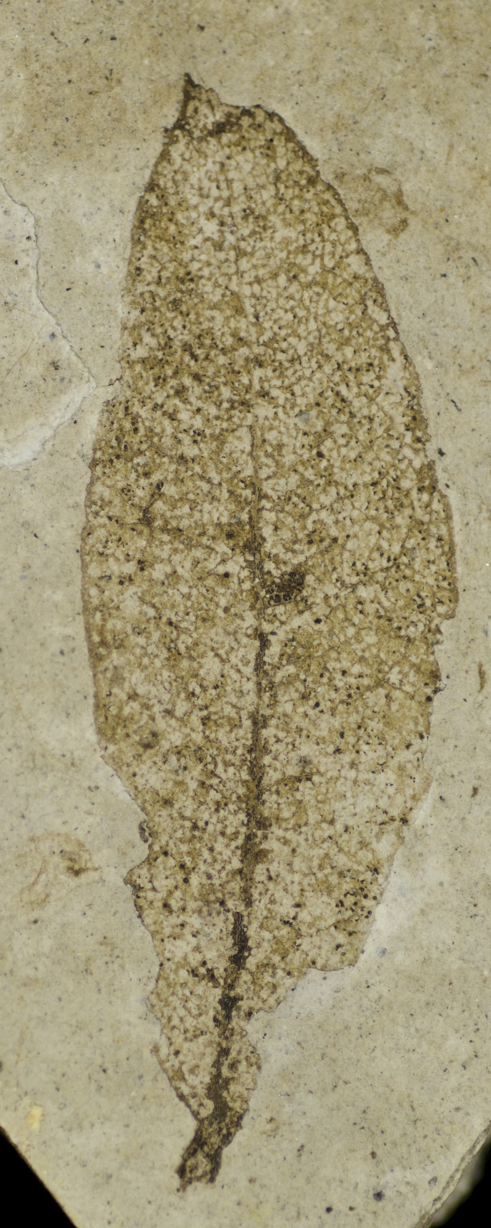 Fossil Image