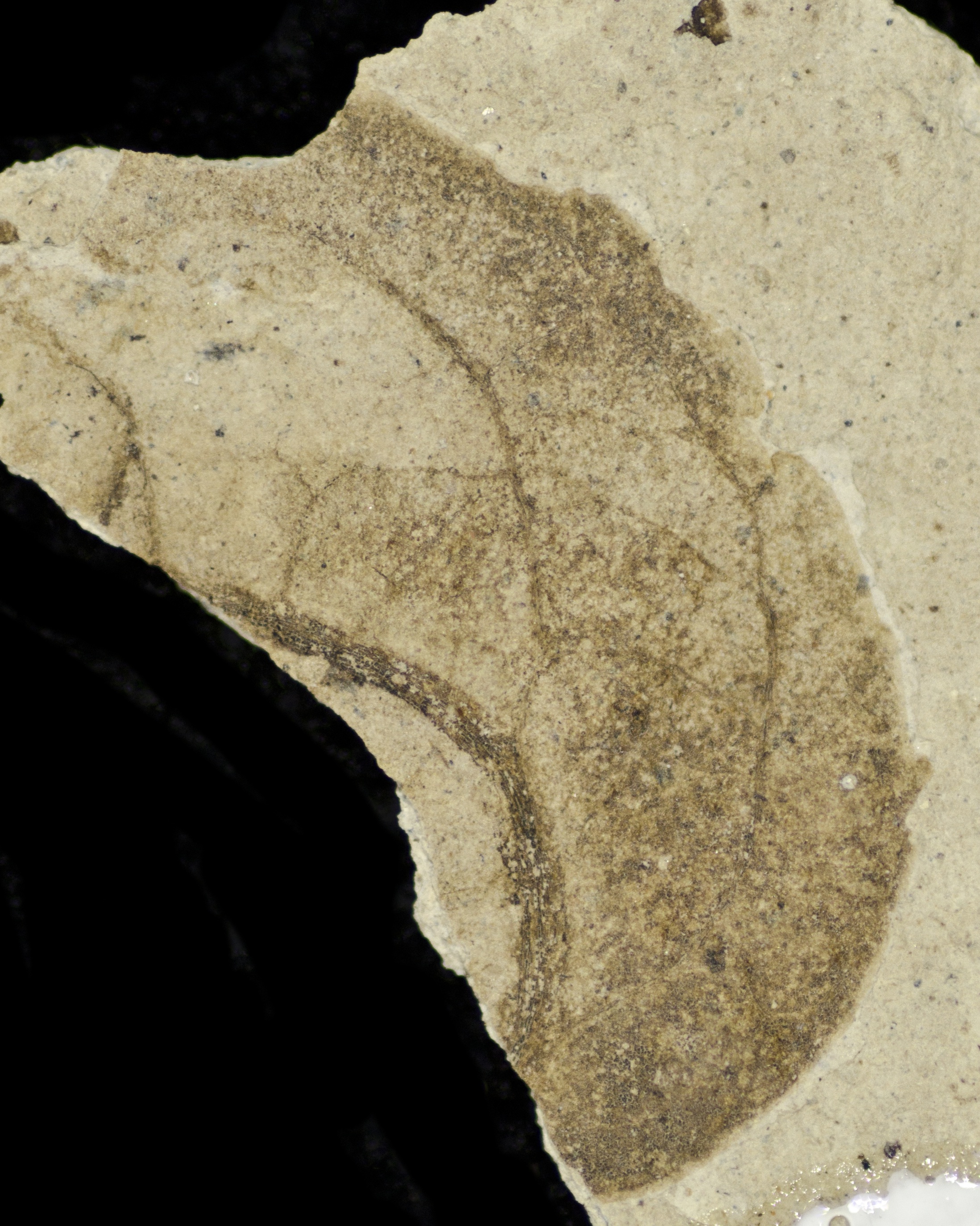 Fossil Image