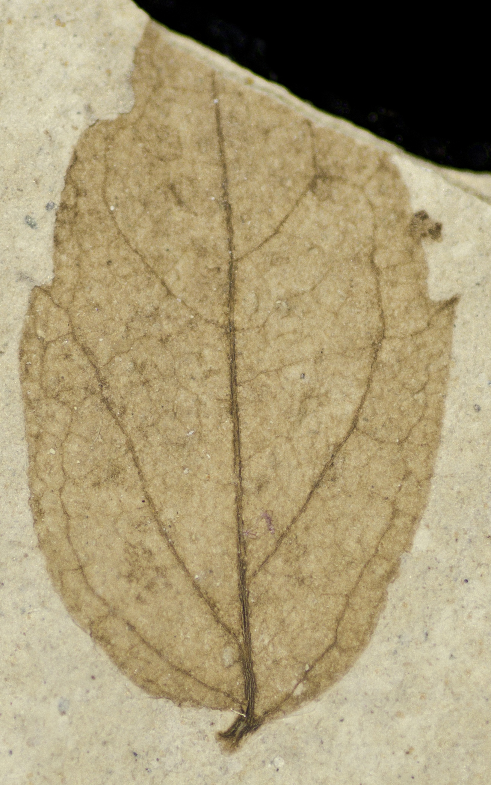 Fossil Image