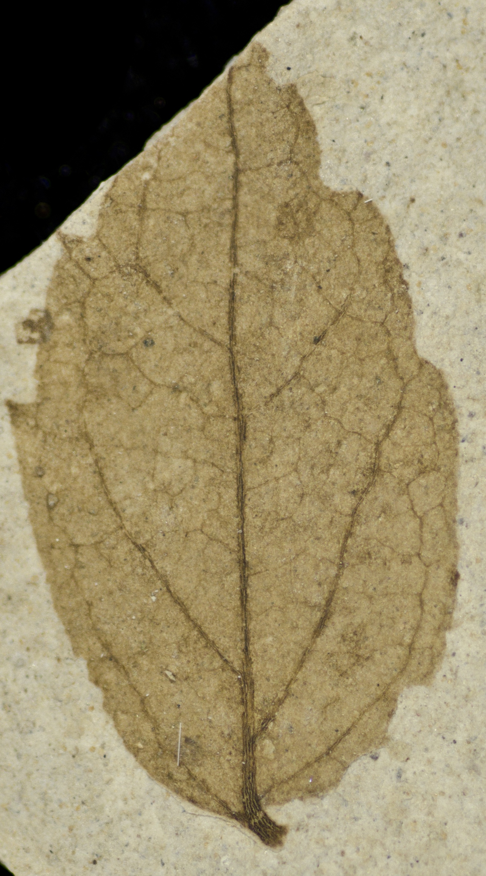 Fossil Image