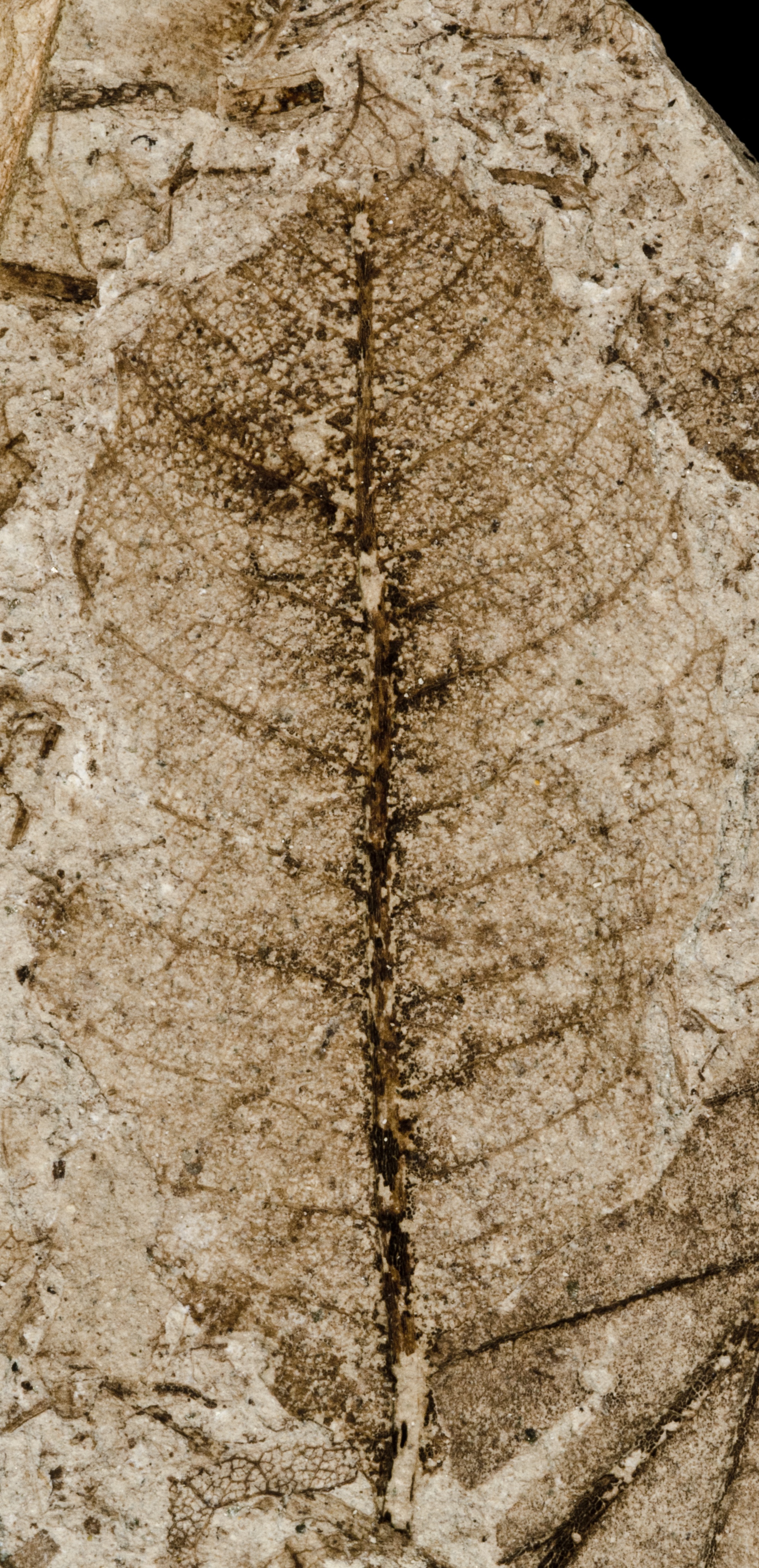 Fossil Image