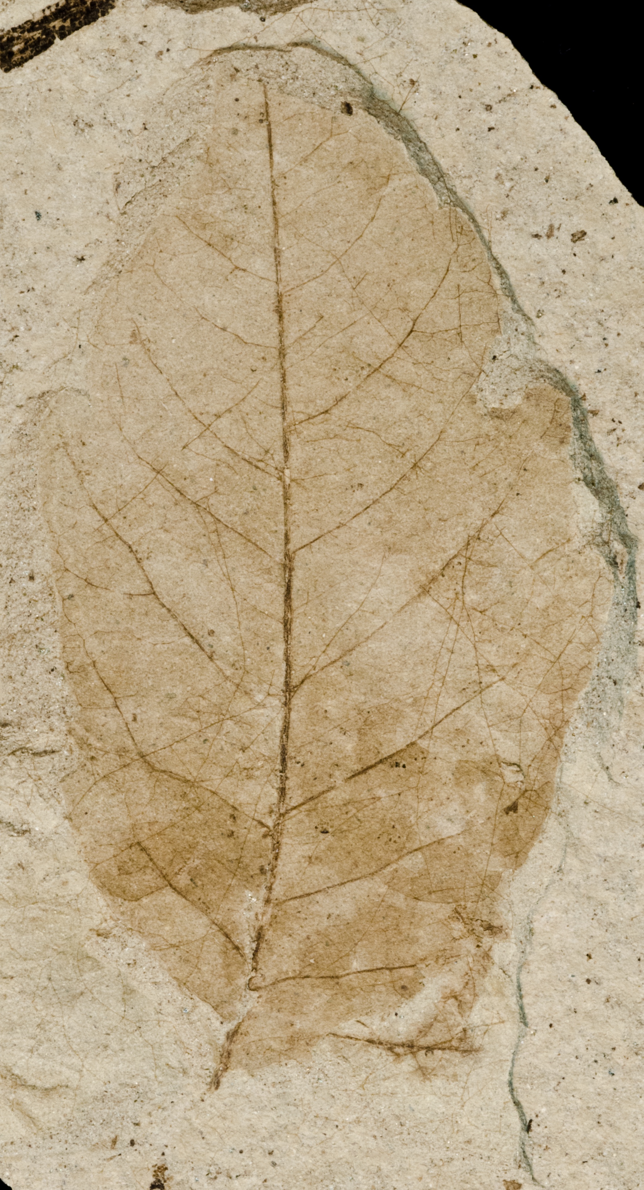 Fossil Image