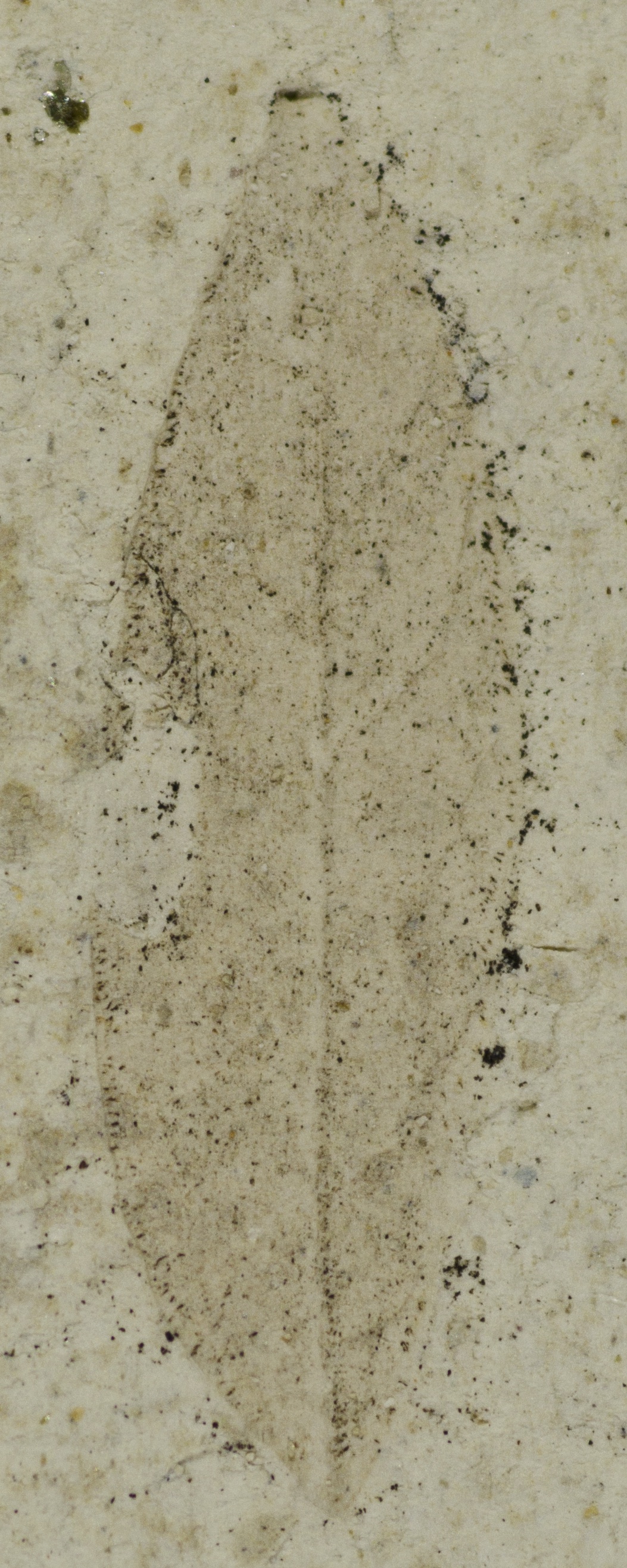 Fossil Image