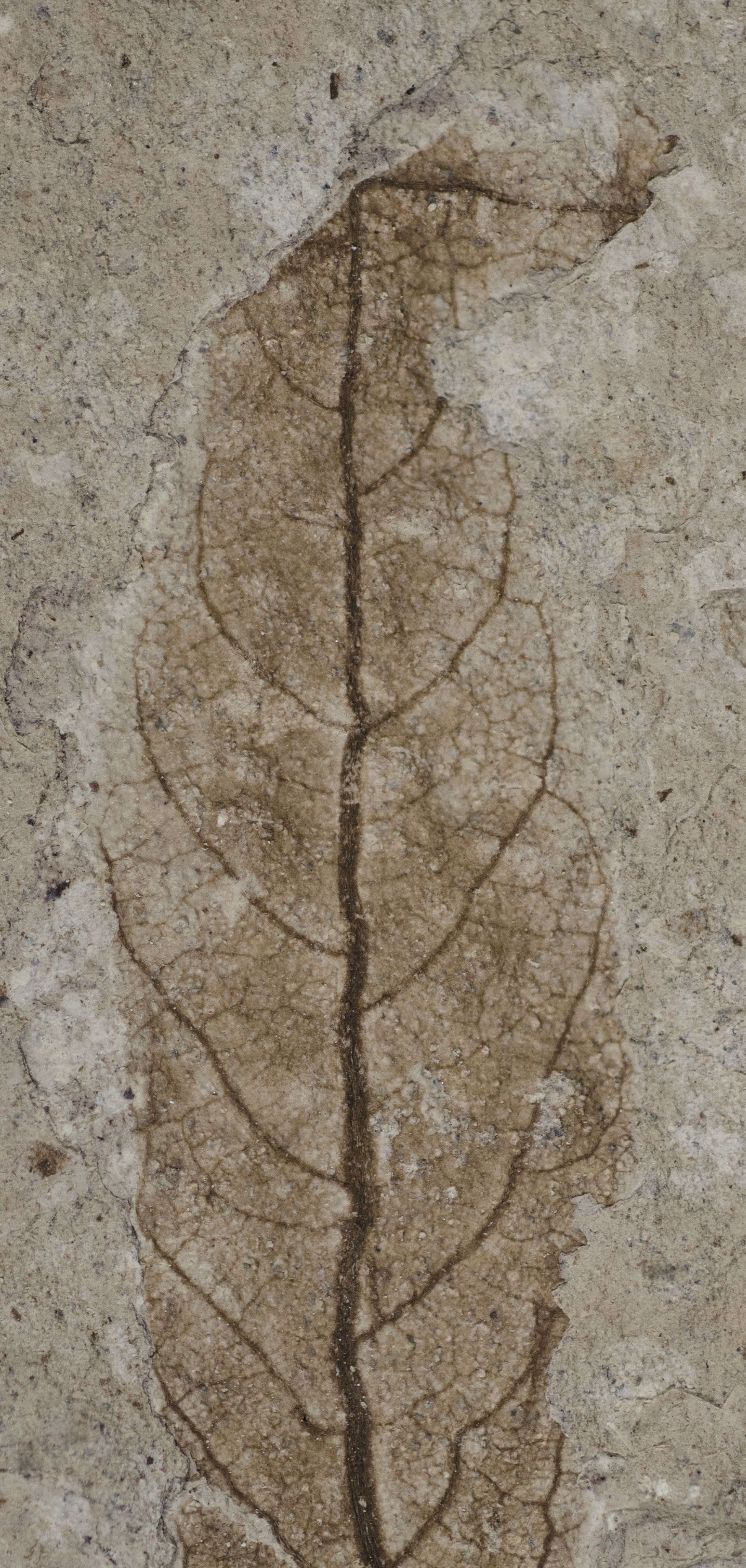 Fossil Image