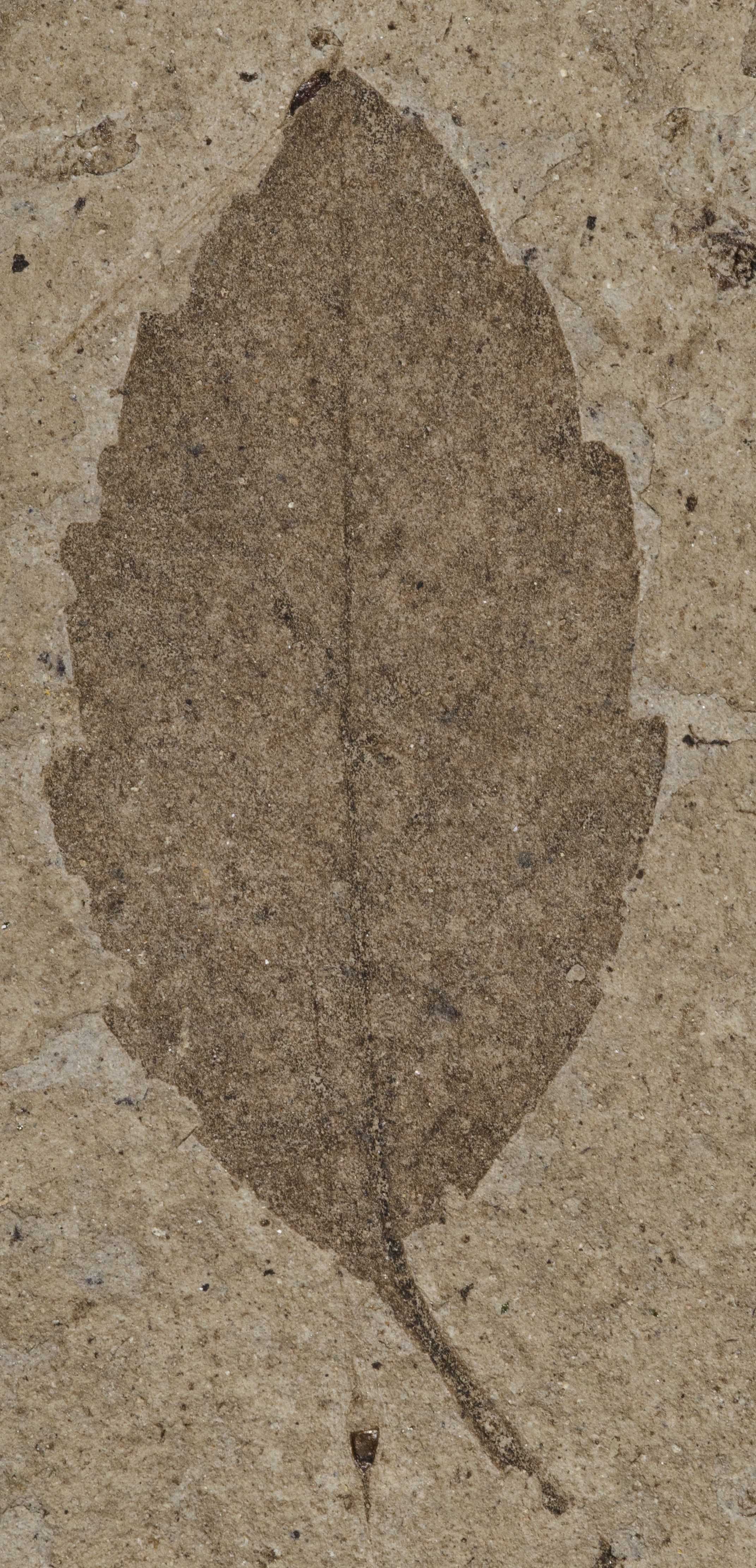 Fossil Image
